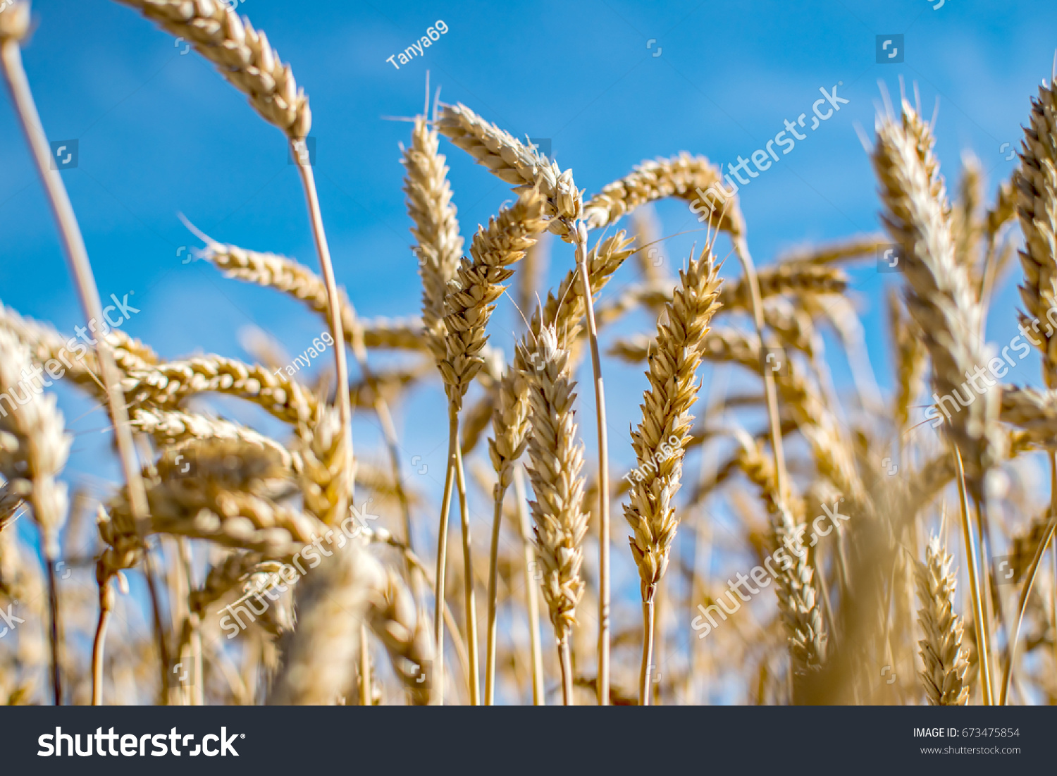 Rye field. Ripe grain spikelets. Cover crop and a forage crop. Blue sky background. Agricultural concept. Gramineae #673475854