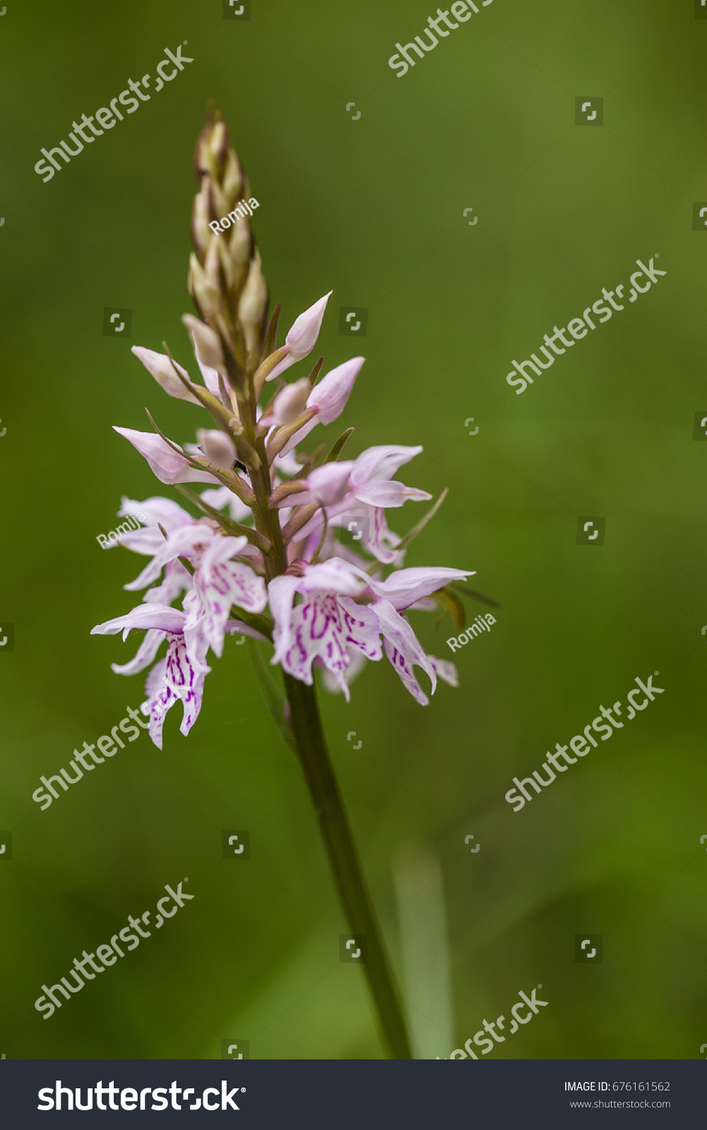 A beautiful rare pink wild orchid blossoming in the summer marsh. Closeup macro photo, shallow depth of field. #676161562