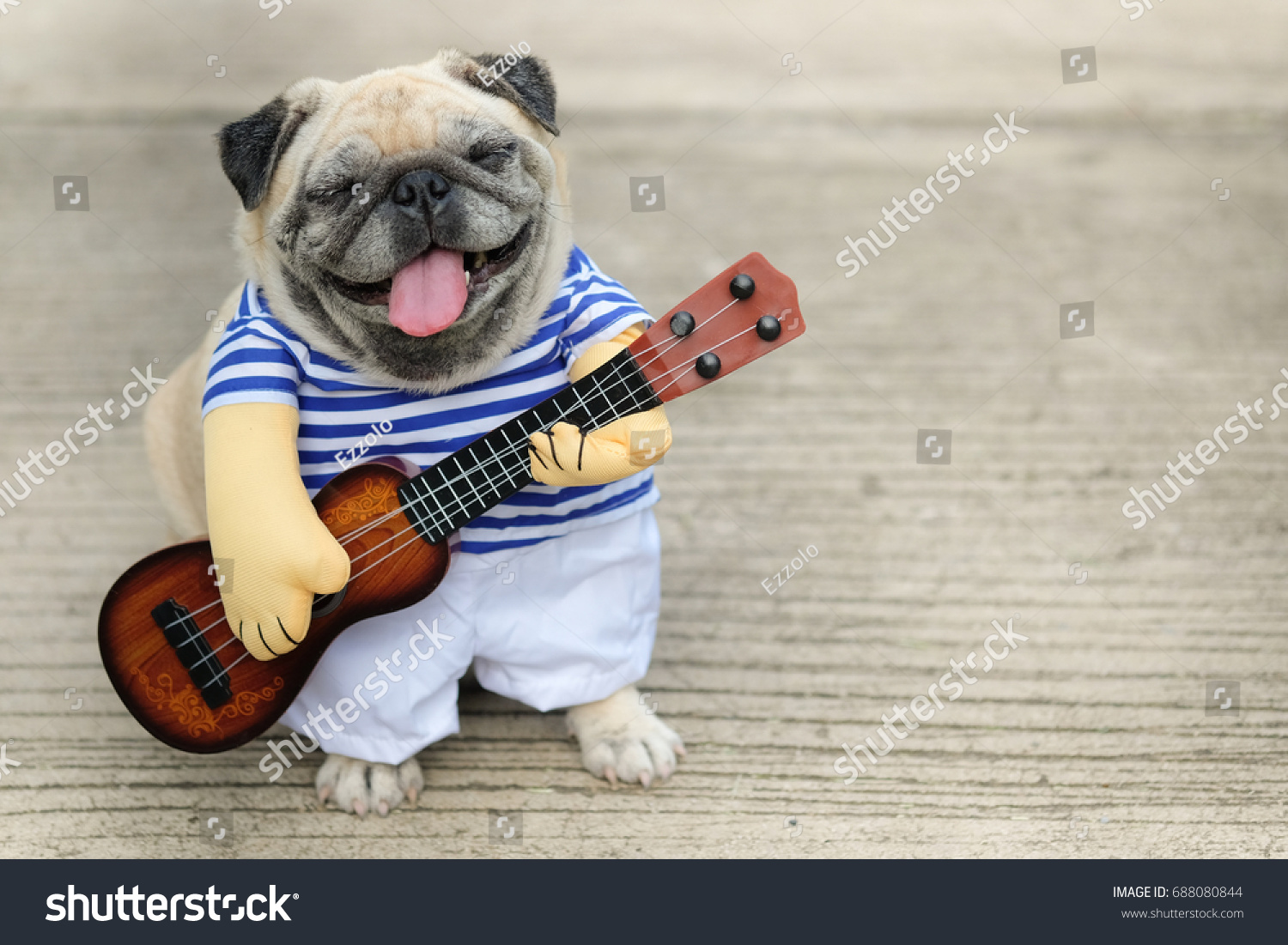 Indy Musician Guitarist pug dog.(Funny pug dog wearing indy musician costume with Ukulele.) #688080844
