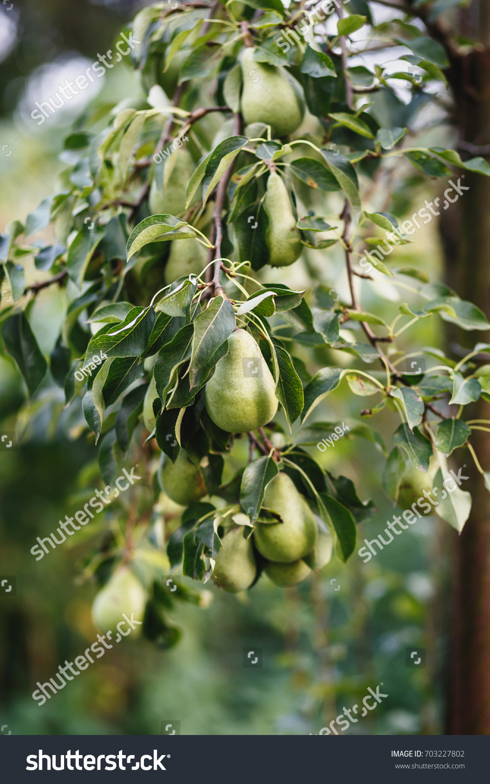pear tree #703227802