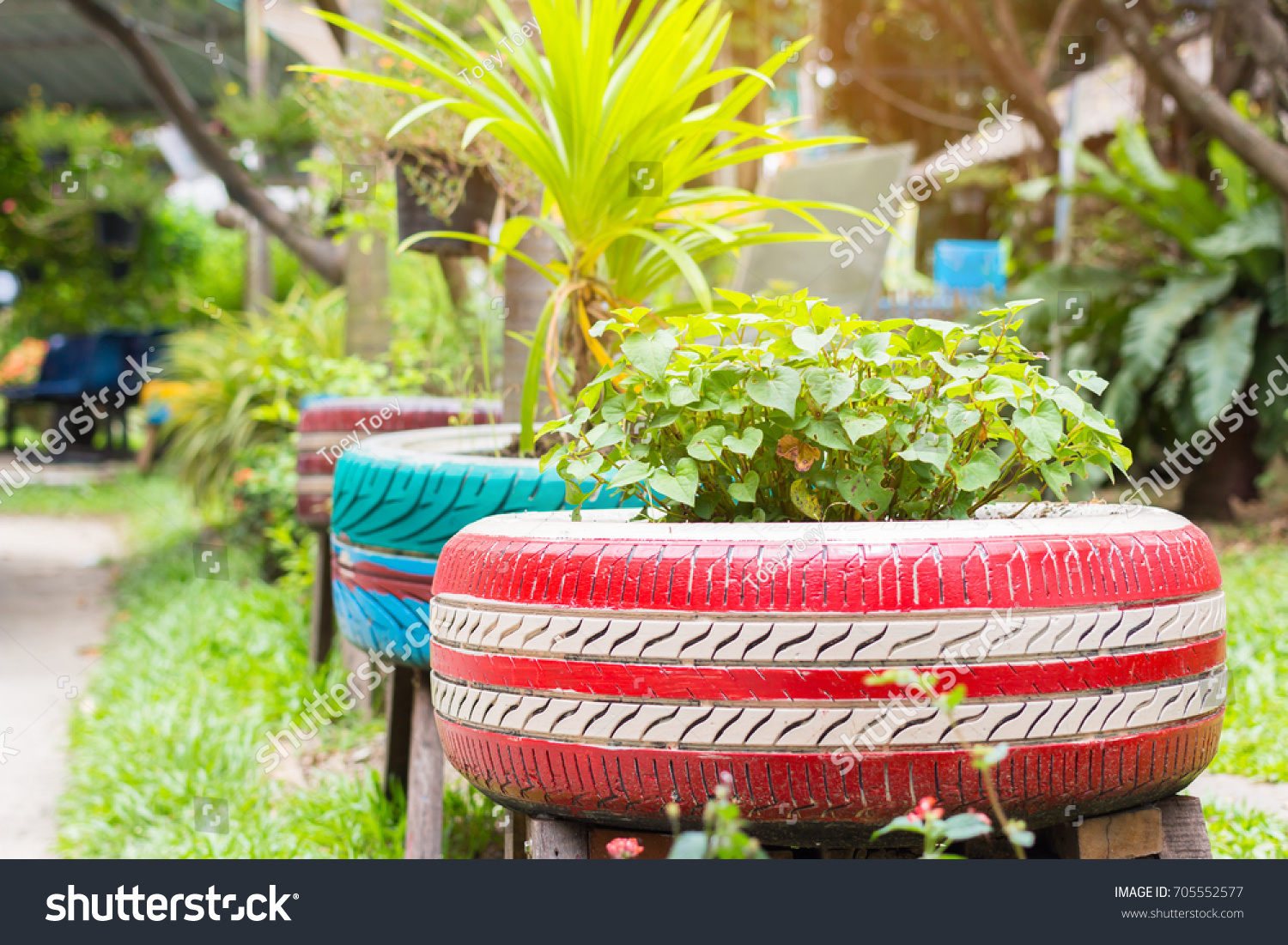 the organic plants were growth in the recycle painted tires in the garden #705552577