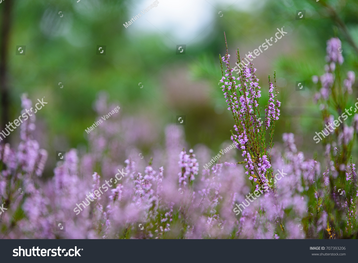forest heather flowers and blossoms in spring blooming in natural environment. blur background #707393206