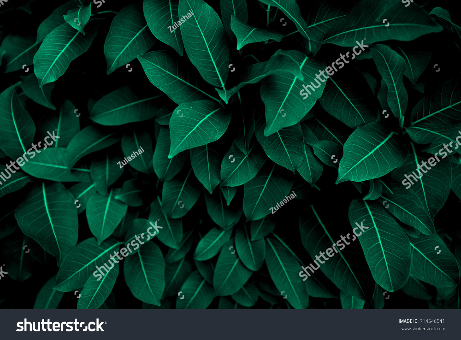 Green leaves pattern background, Natural background and wallpaper #714546541
