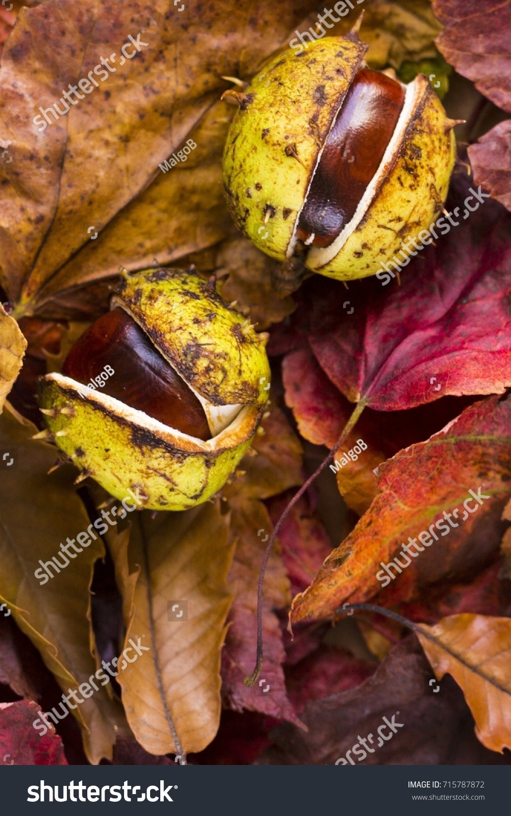 Close up photo of two conkers, chestnuts, buckeyes among passel dry autumn fall foliages in warm colors. #715787872