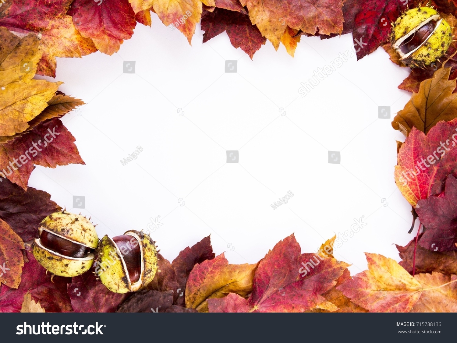 Close up photo of frame made of passel dry autumn fall foliage in warm colors three conkers,(chestnuts, buckeyes) recumbent on white background #715788136