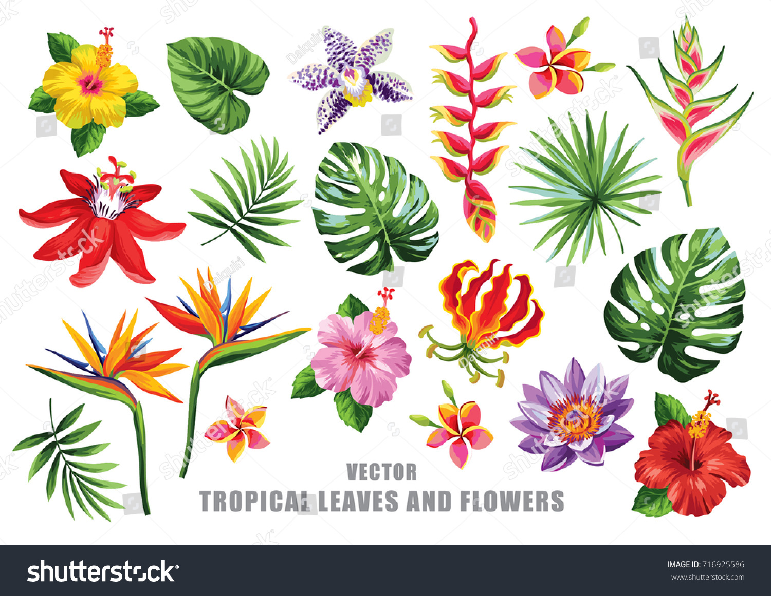 Tropical collection with exotic flowers and leaves. Vector design isolated elements on the white background. #716925586