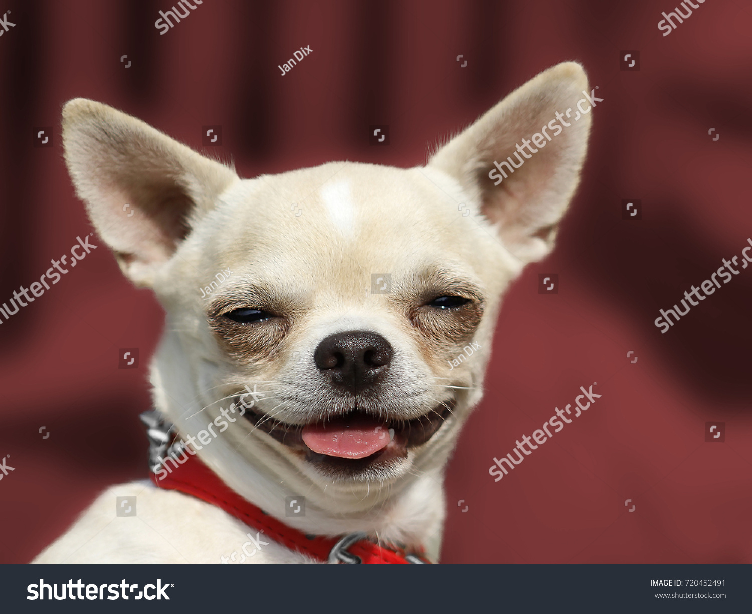 Dog Chihuahua head portrait - Short-haired - Red background #720452491