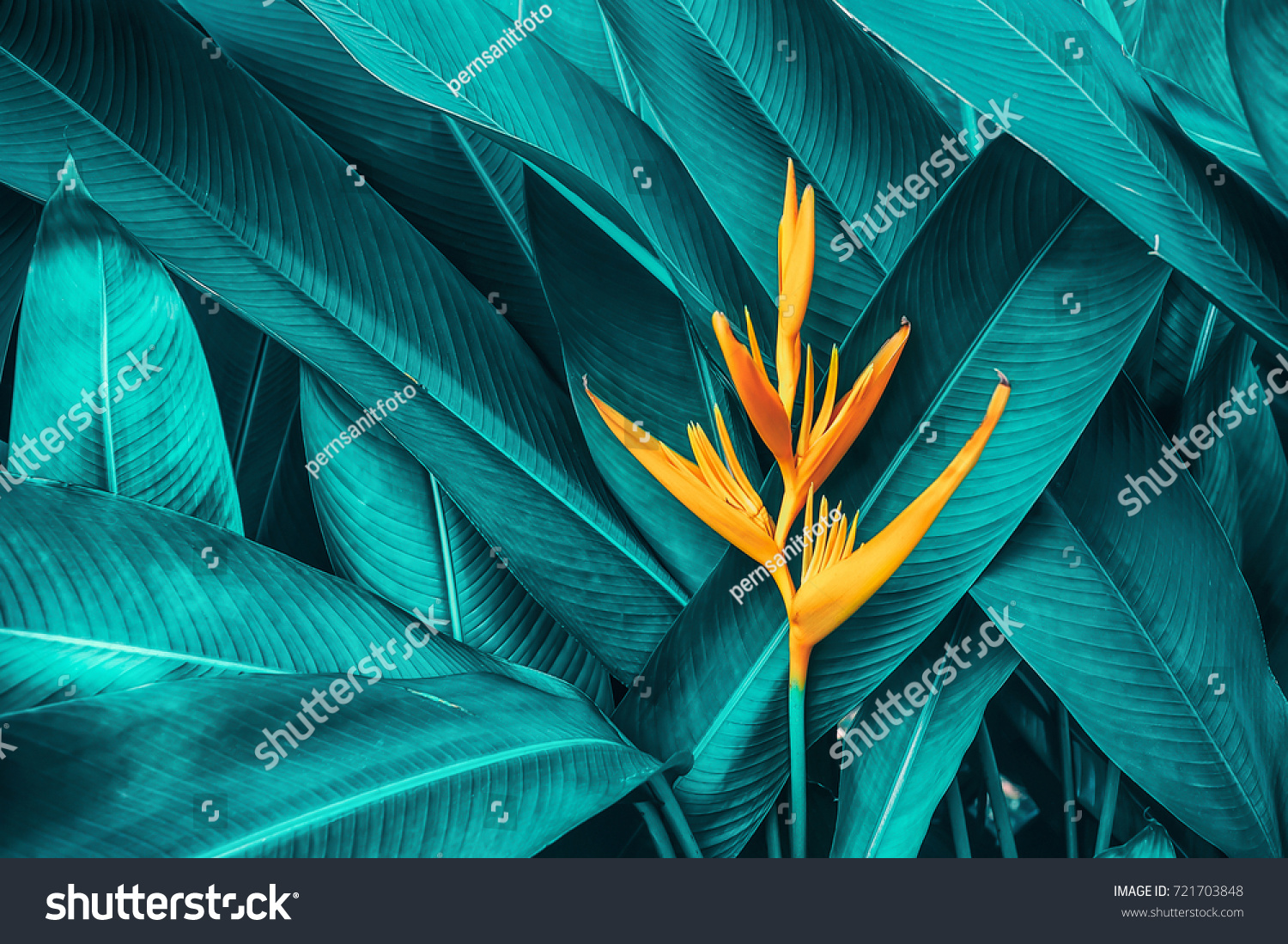 colorful flower on dark tropical foliage nature background #721703848
