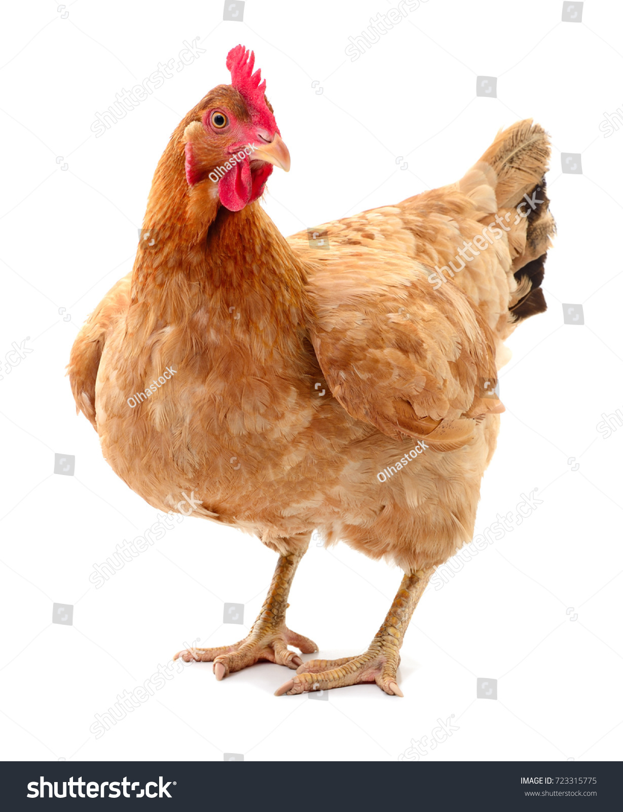 Young brown hen isolated on white background. #723315775