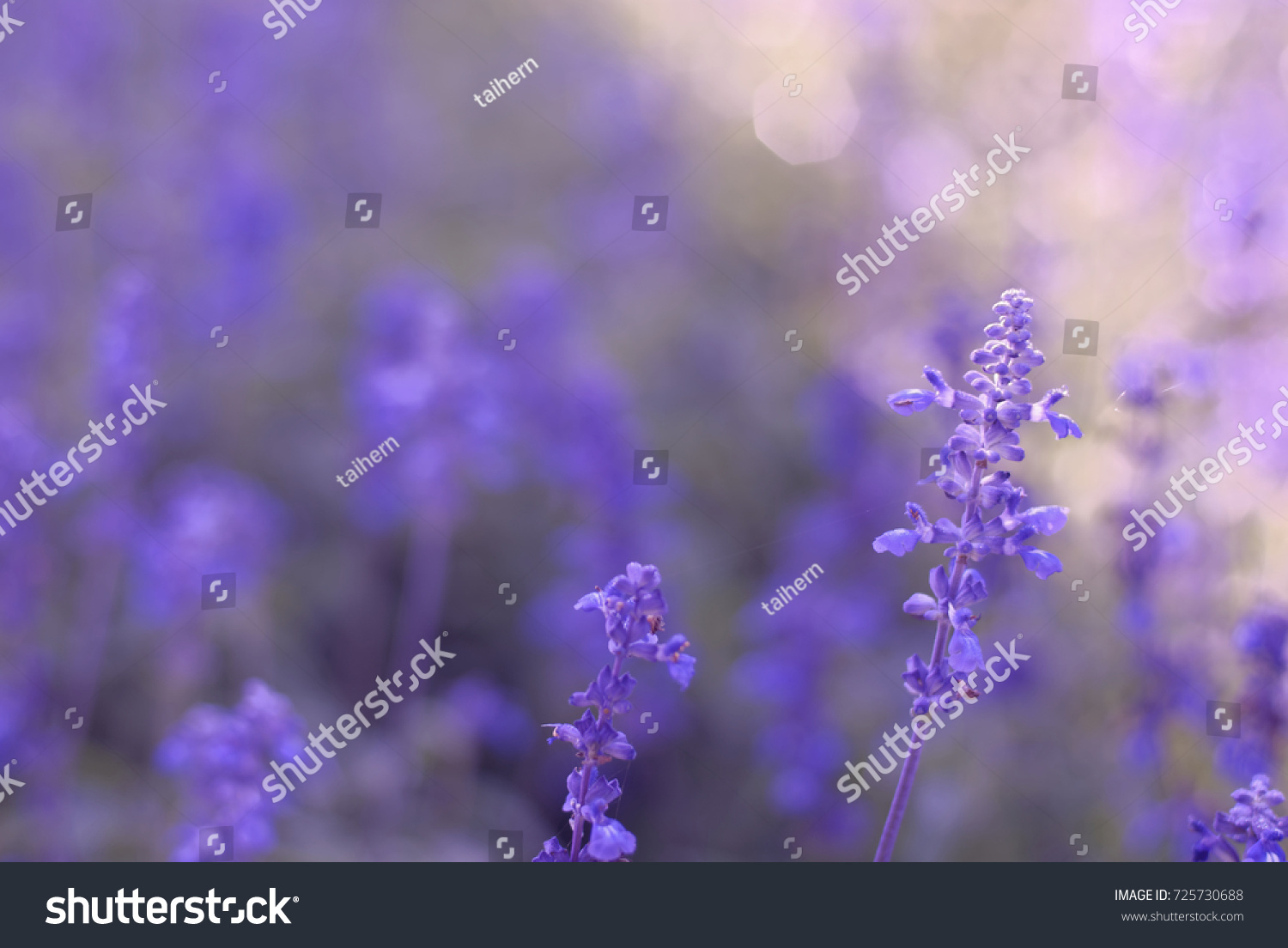 Summer light and toned violet salvia, shallow DOF with bokeh background. #725730688
