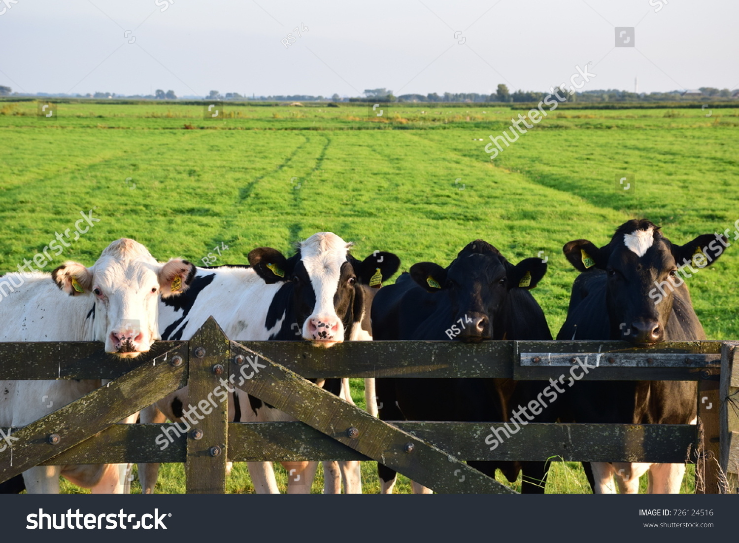 Cows on a farm #726124516
