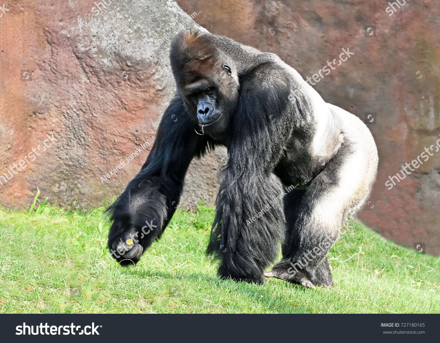 Western lowland gorilla (Gorilla gorilla gorilla) having a snack #727180165