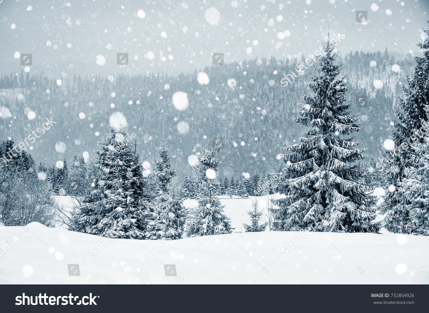 Winter wonderland with fir trees. Christmas greetings concept with snowfall  #732854926