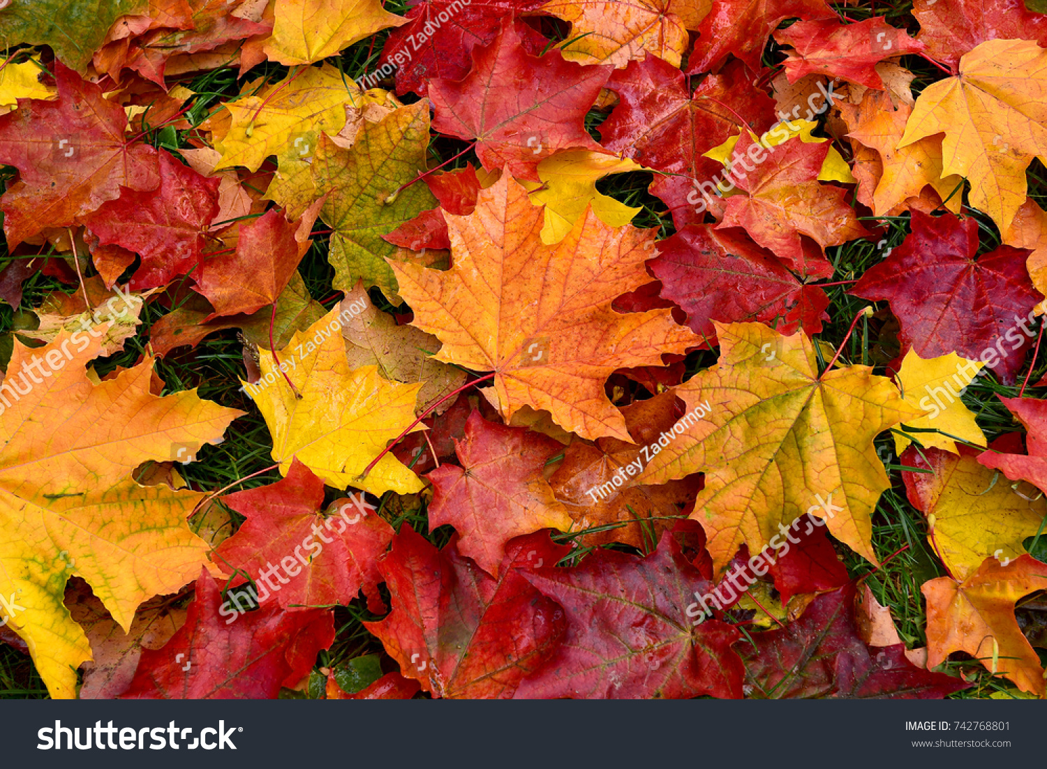Autumn. Multicolored maple leaves lie on the grass. #742768801