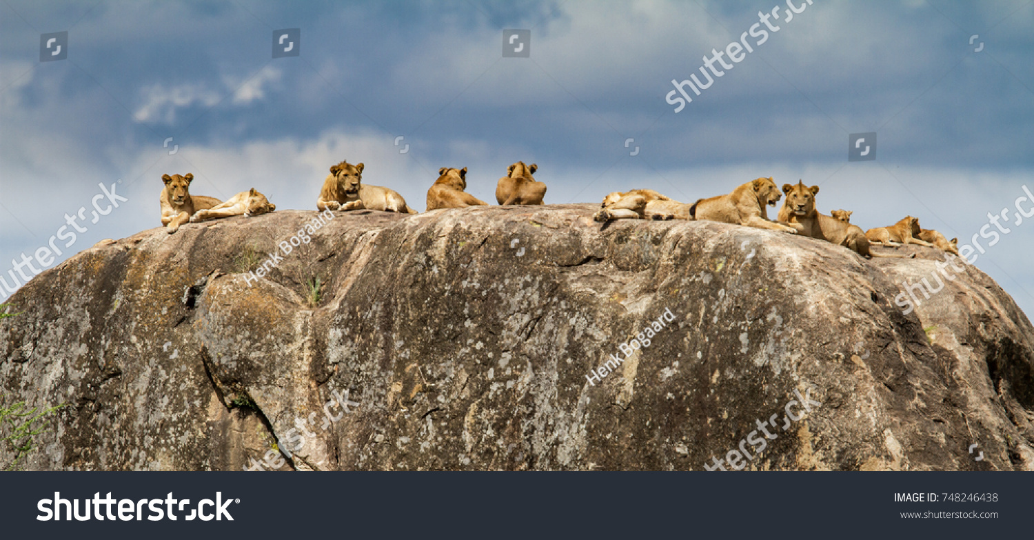 Pride of lions on a rock in the Serengeti National Park - Serengeti #748246438
