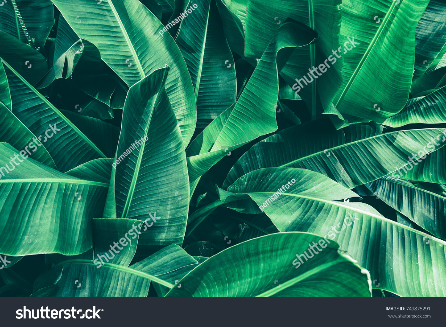 tropical banana leaf texture, large palm foliage nature dark green background #749875291
