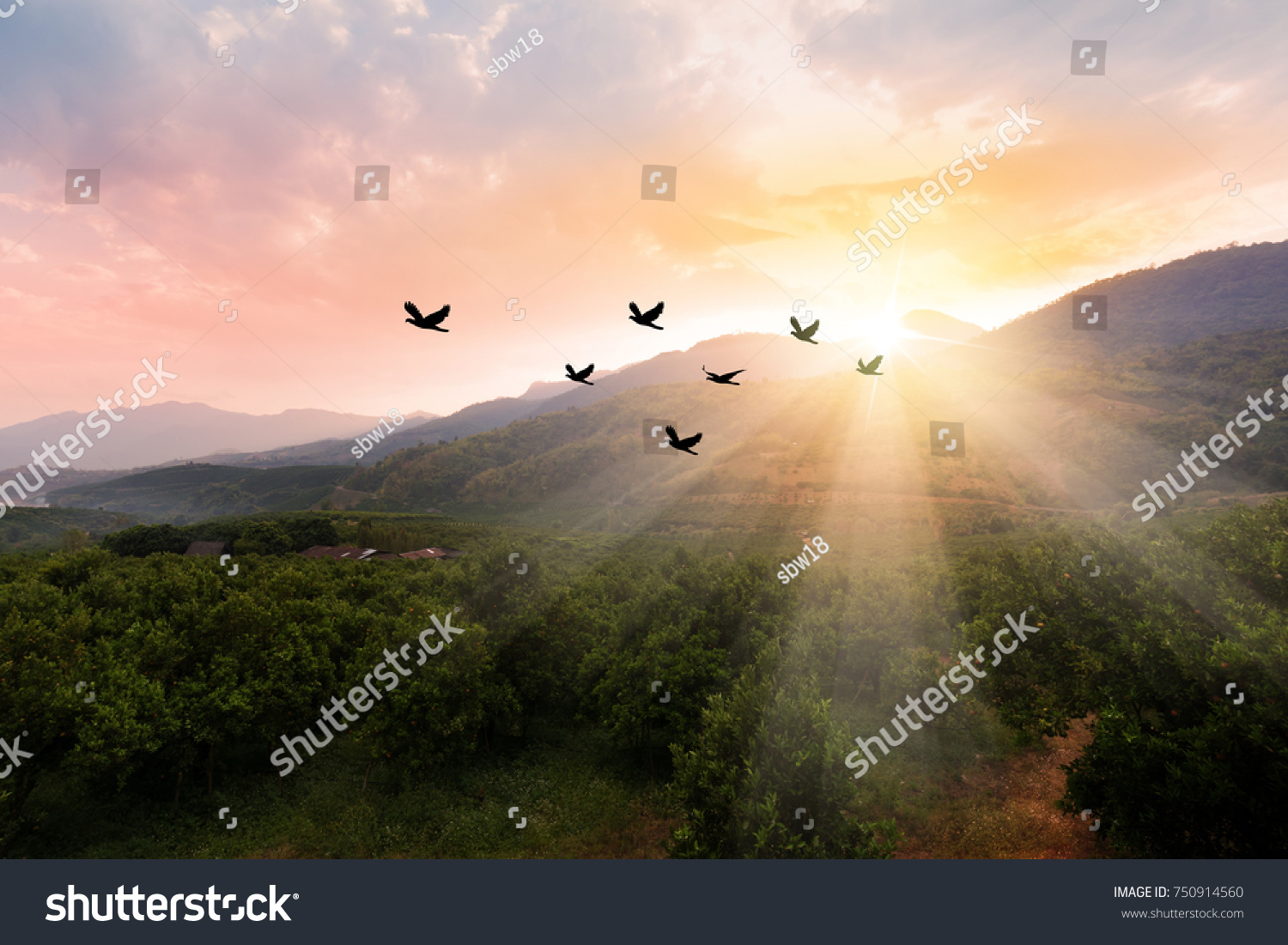 Silhouette flock of birds flying over the valley on  sunbeam twilight sky at sunset.
Birds flying.
The freedom of birds in nature,freedom concept. #750914560