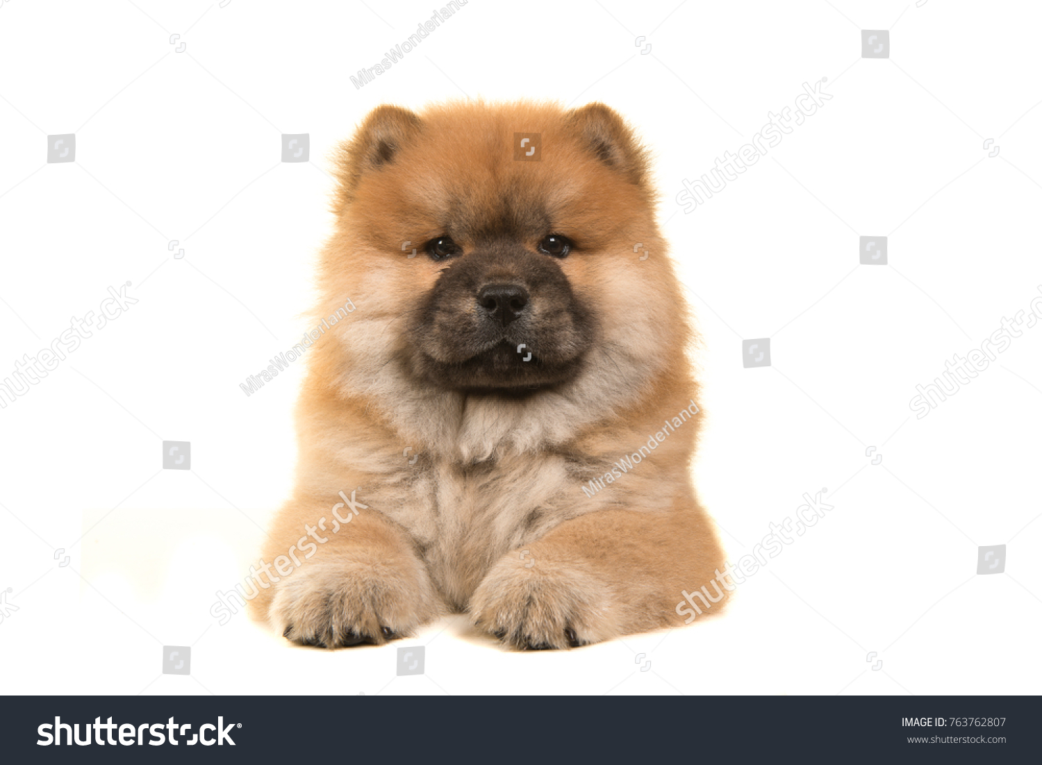 Chow chow puppy seen from the front lying down looking at the camera isolated on a white background #763762807