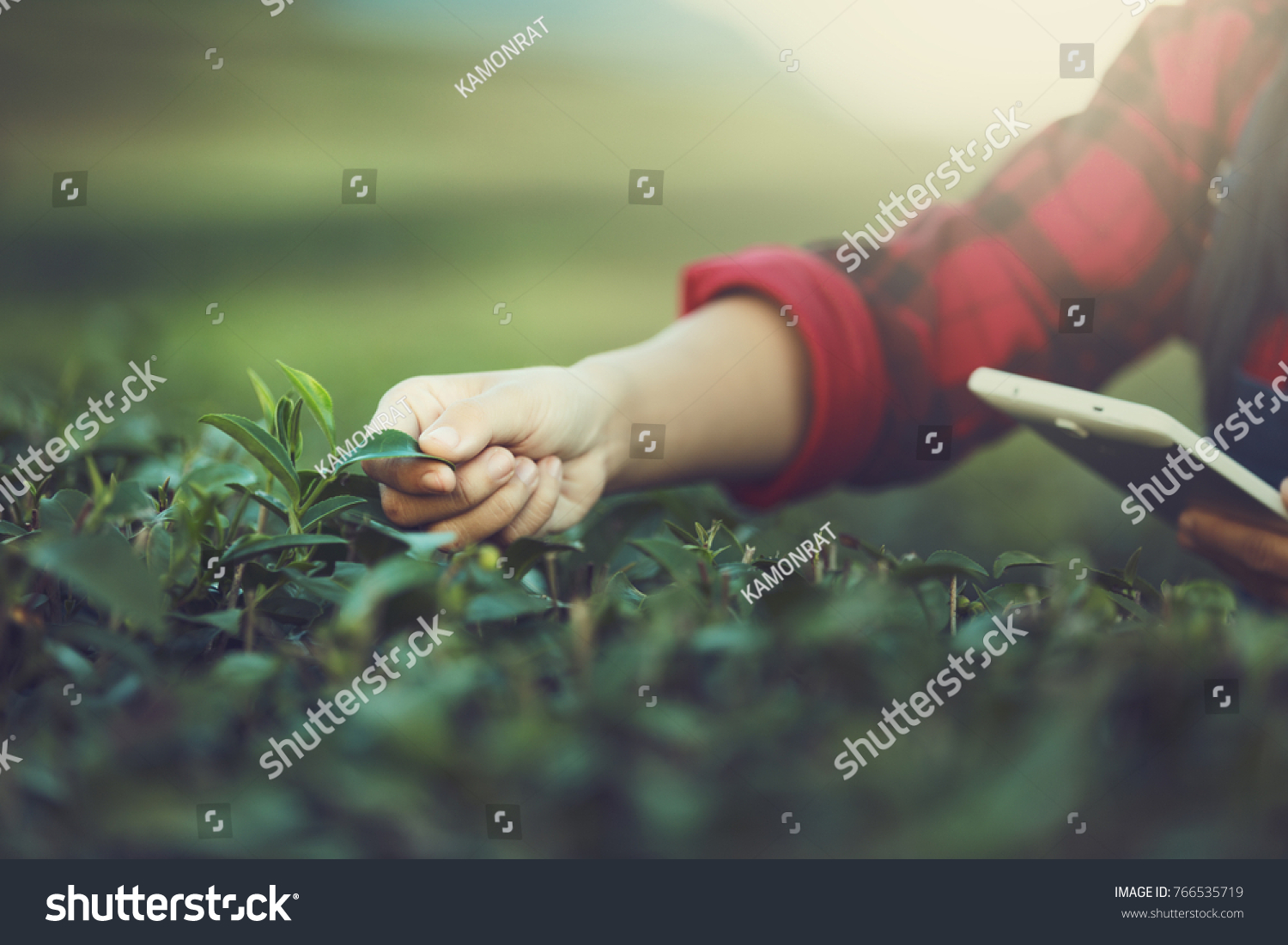 Farmer Tea Plantation checking quality by tablet agriculture modern technology Concept. #766535719