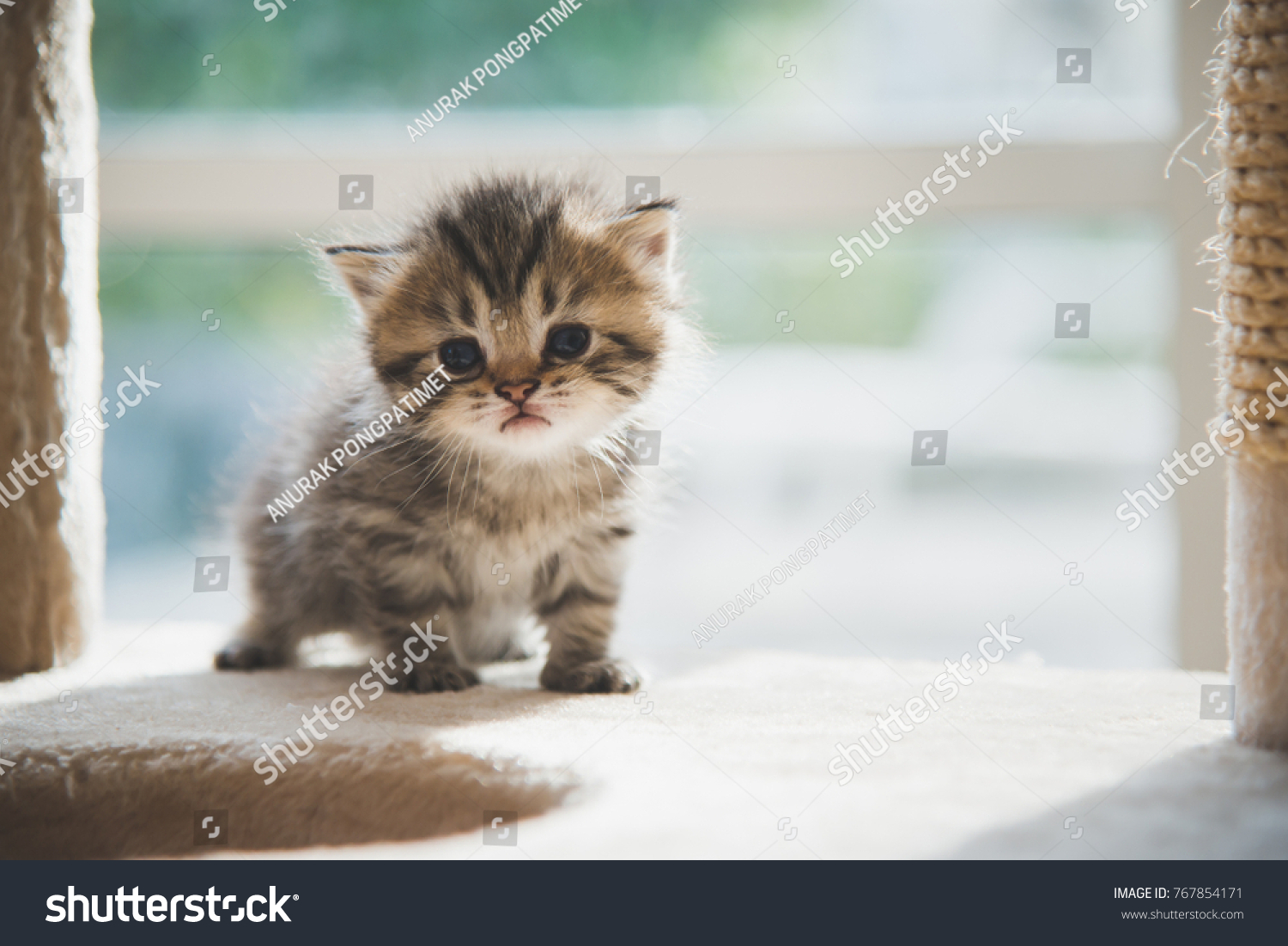 Cute persian kitten walking on cat tower #767854171