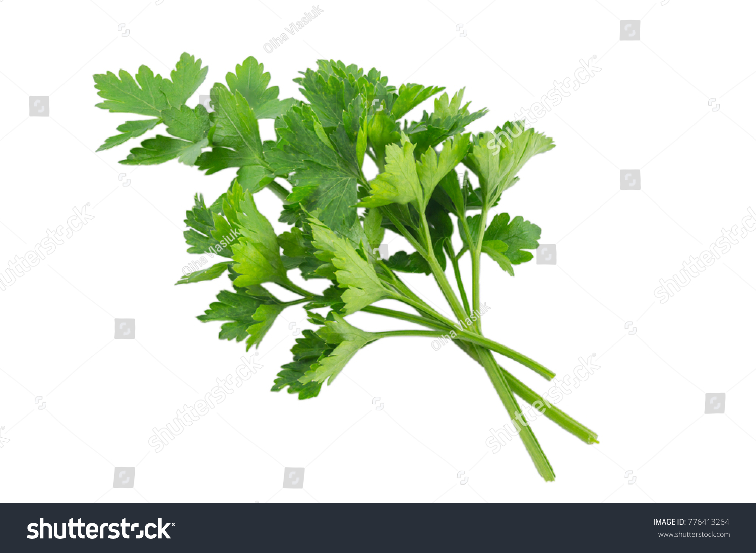 Parsley isolated on a white background with a clipping path #776413264
