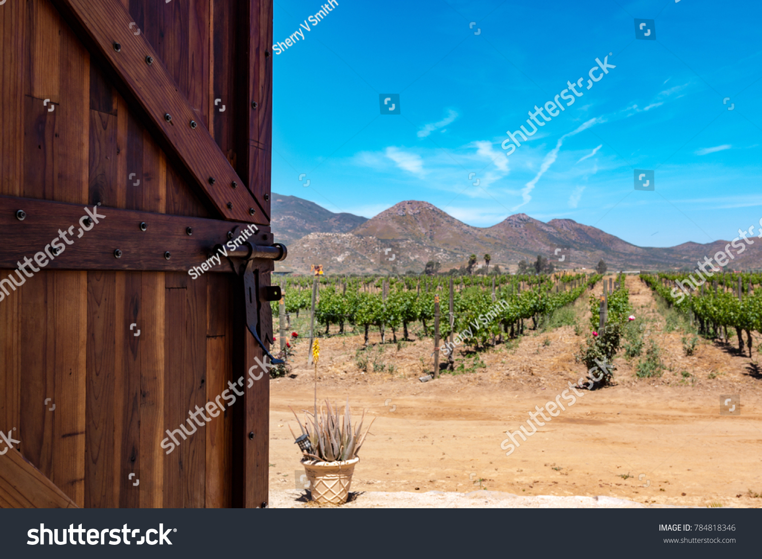Door opening to a vineyard in Ensenada, Baja California, Mexico. #784818346