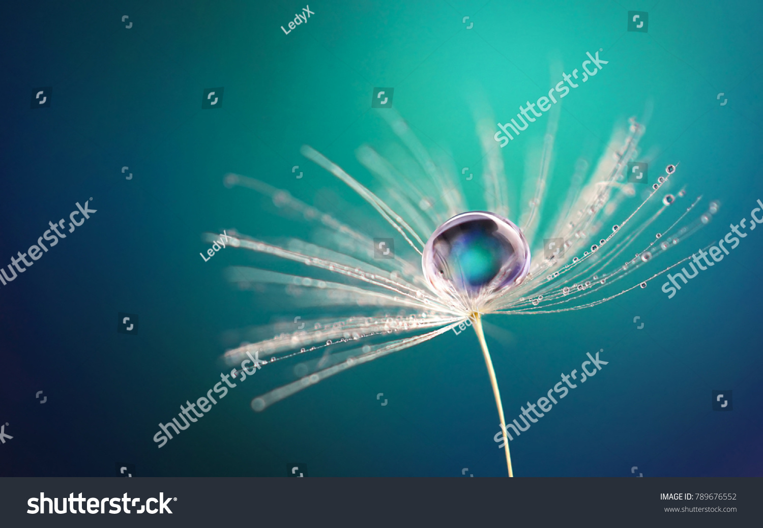 Beautiful water drop on a dandelion flower seed macro in nature. Beautiful deep saturated blue and turquoise background, free space for text. Bright colorful expressive artistic image form. #789676552