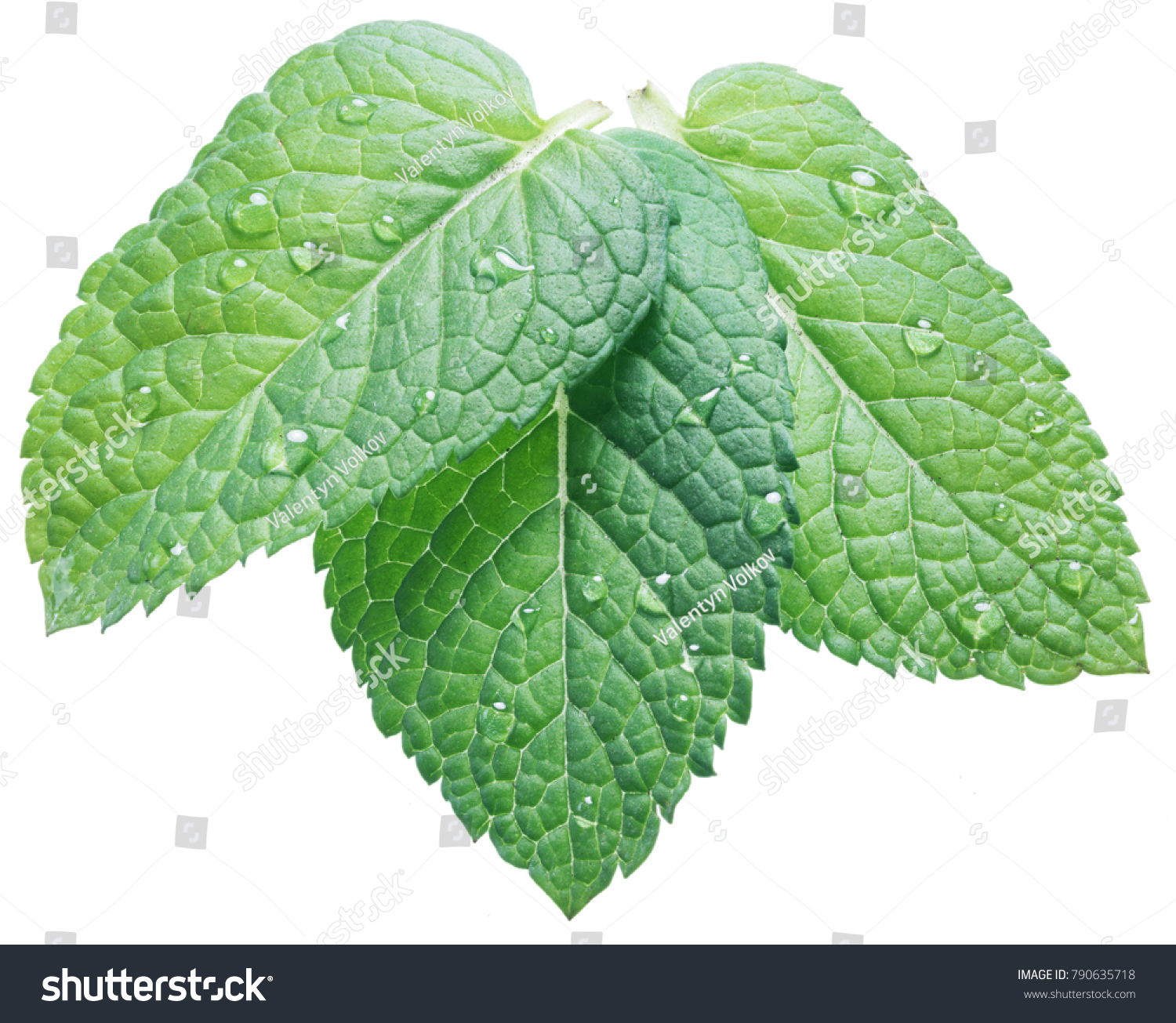 Three spearmint or mint leaves with water drops on white background. Top view. #790635718
