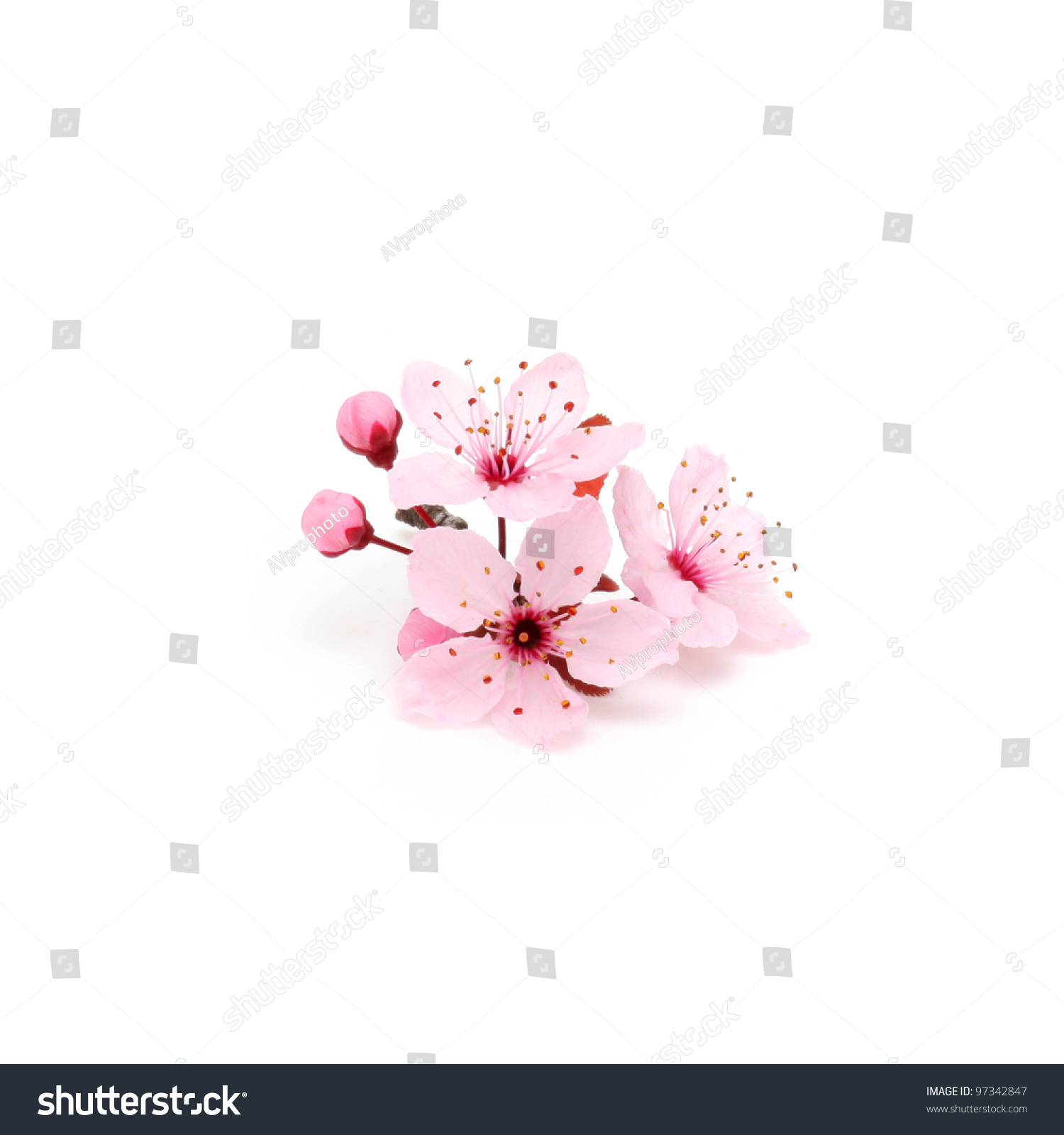 Cherry blossom, sakura flowers isolated on white background #97342847