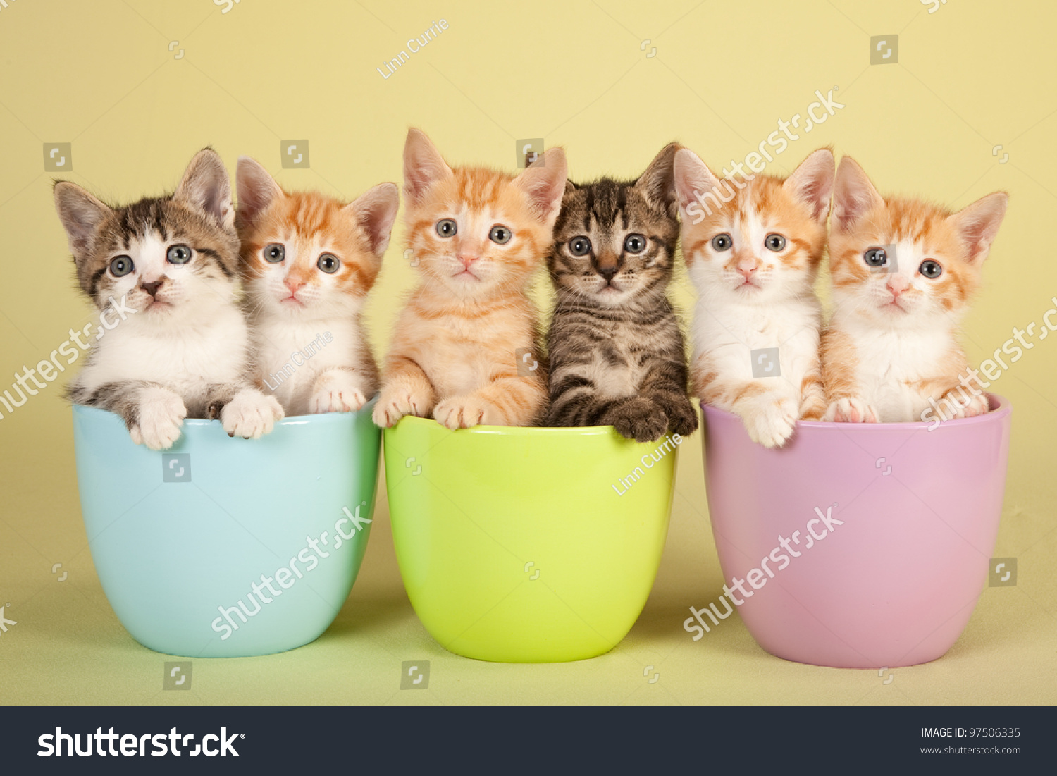 Six cute kittens sitting inside in pastel containers #97506335