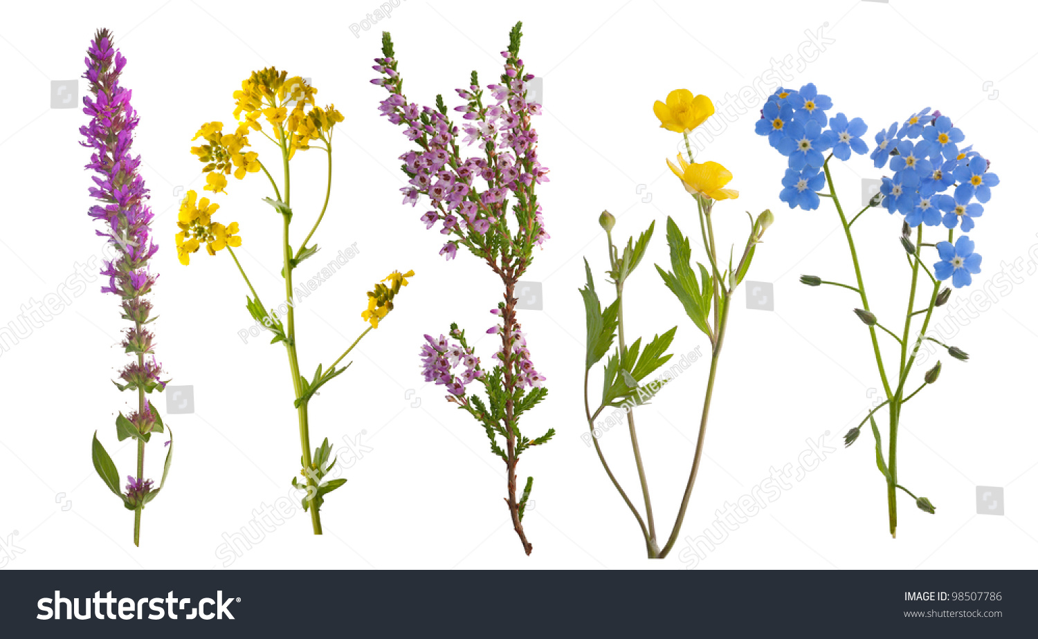 wild flowers collection isolated on white background #98507786