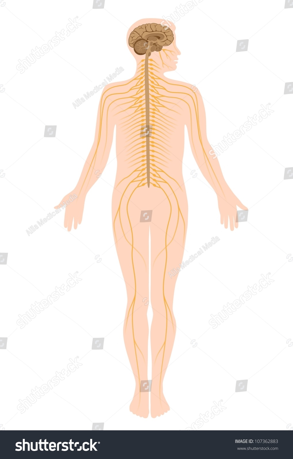 Edit Vectors Free Online - The nervous system | Shutterstock Editor