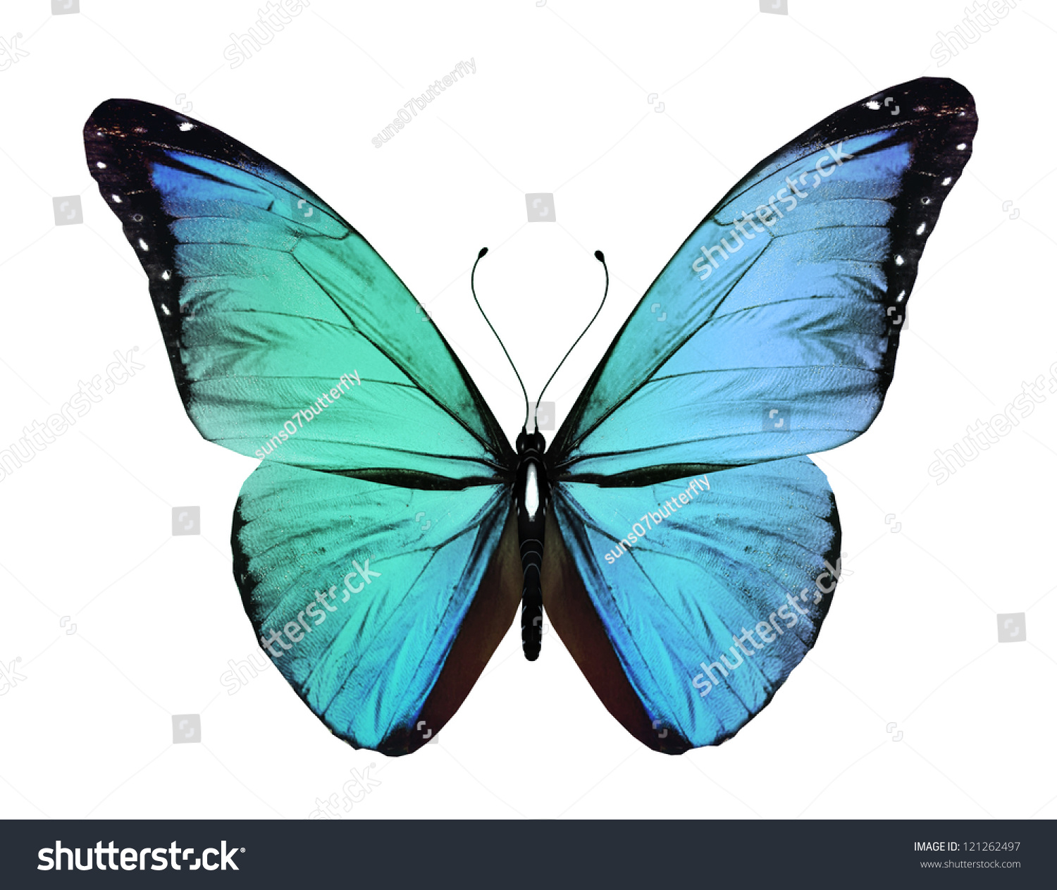 Free Free 261 Blue Butterfly Svg Free SVG PNG EPS DXF File