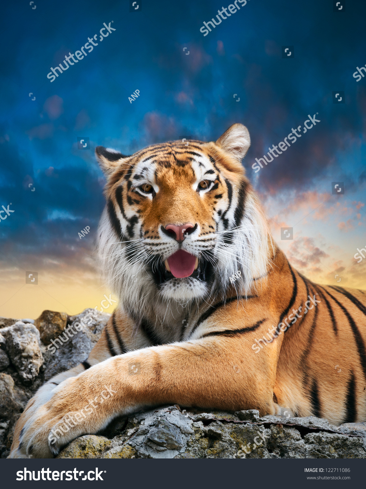 Edit Pictures Free Online - Tiger on | Shutterstock Editor