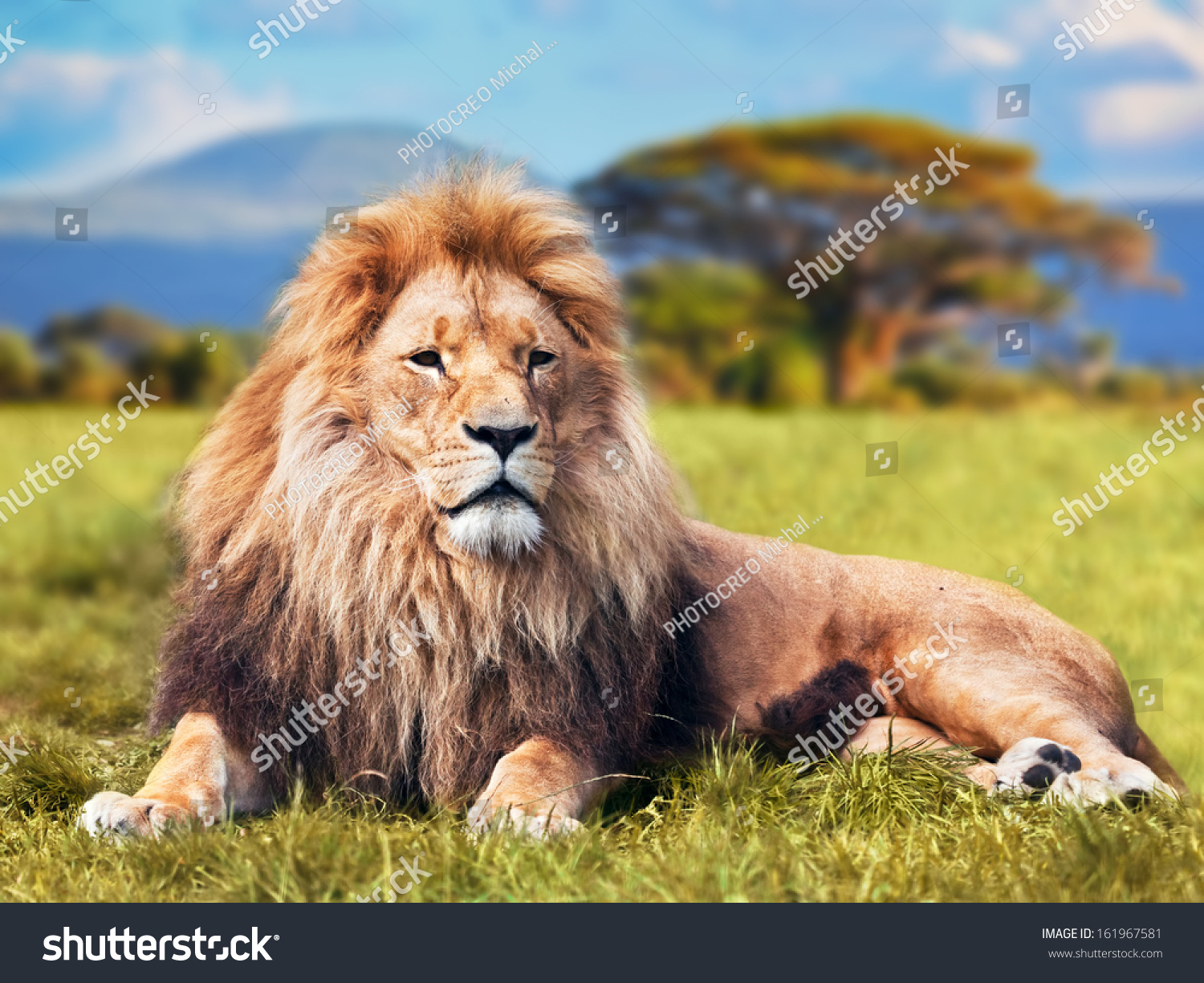 Edit Pictures Free Online - Big lion | Shutterstock Editor