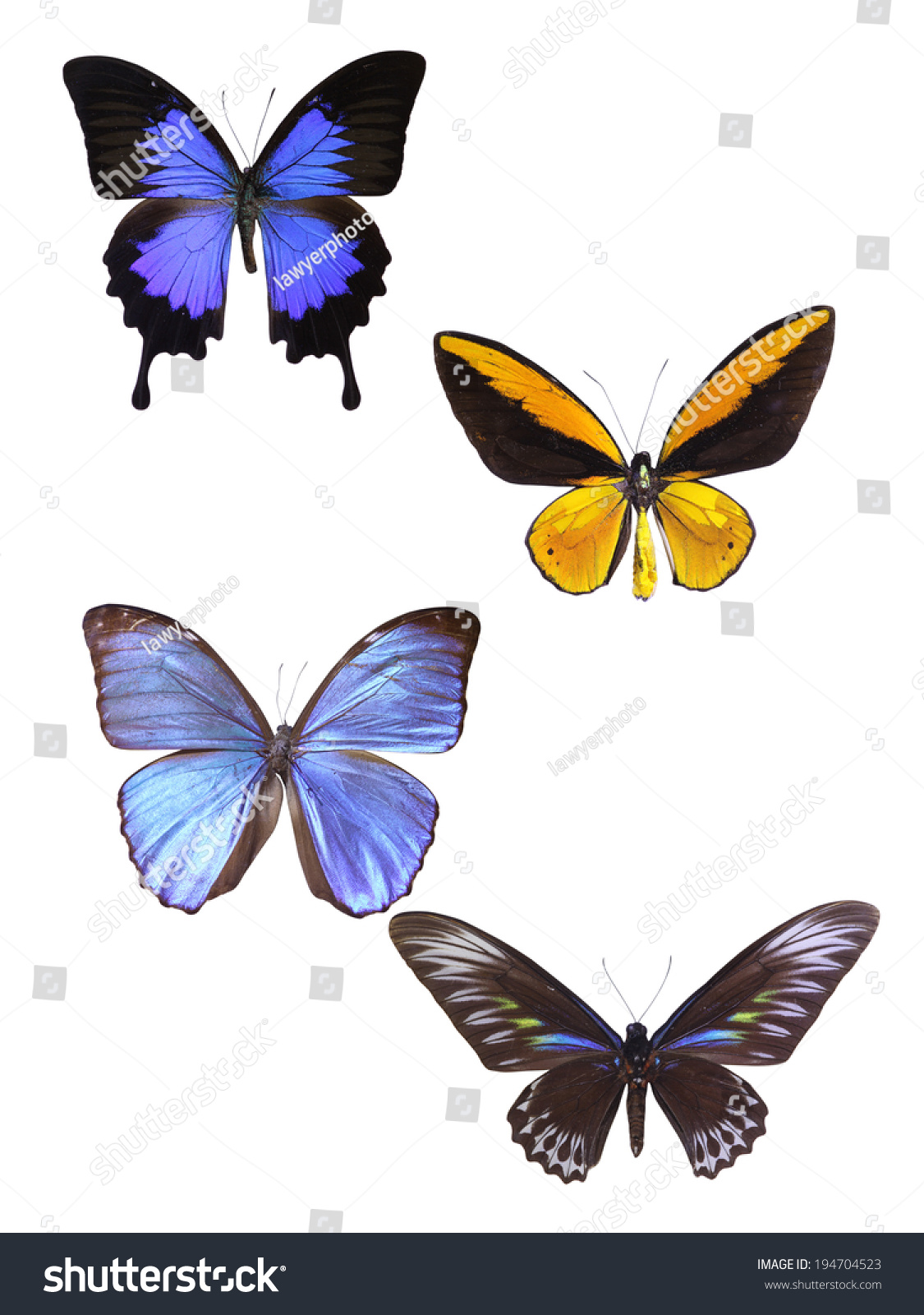 Edit Images Free Online - butterfly on | Shutterstock Editor