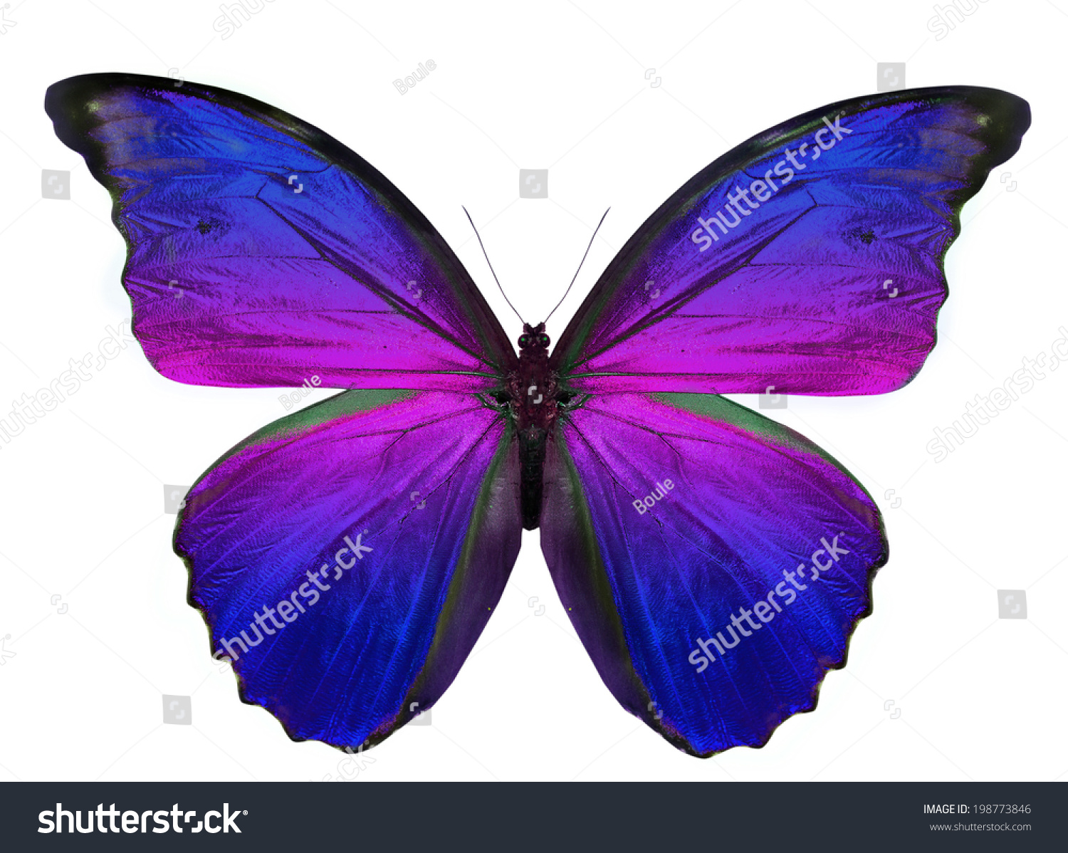 Edit Photos Free Online - beautiful butterfly | Shutterstock Editor