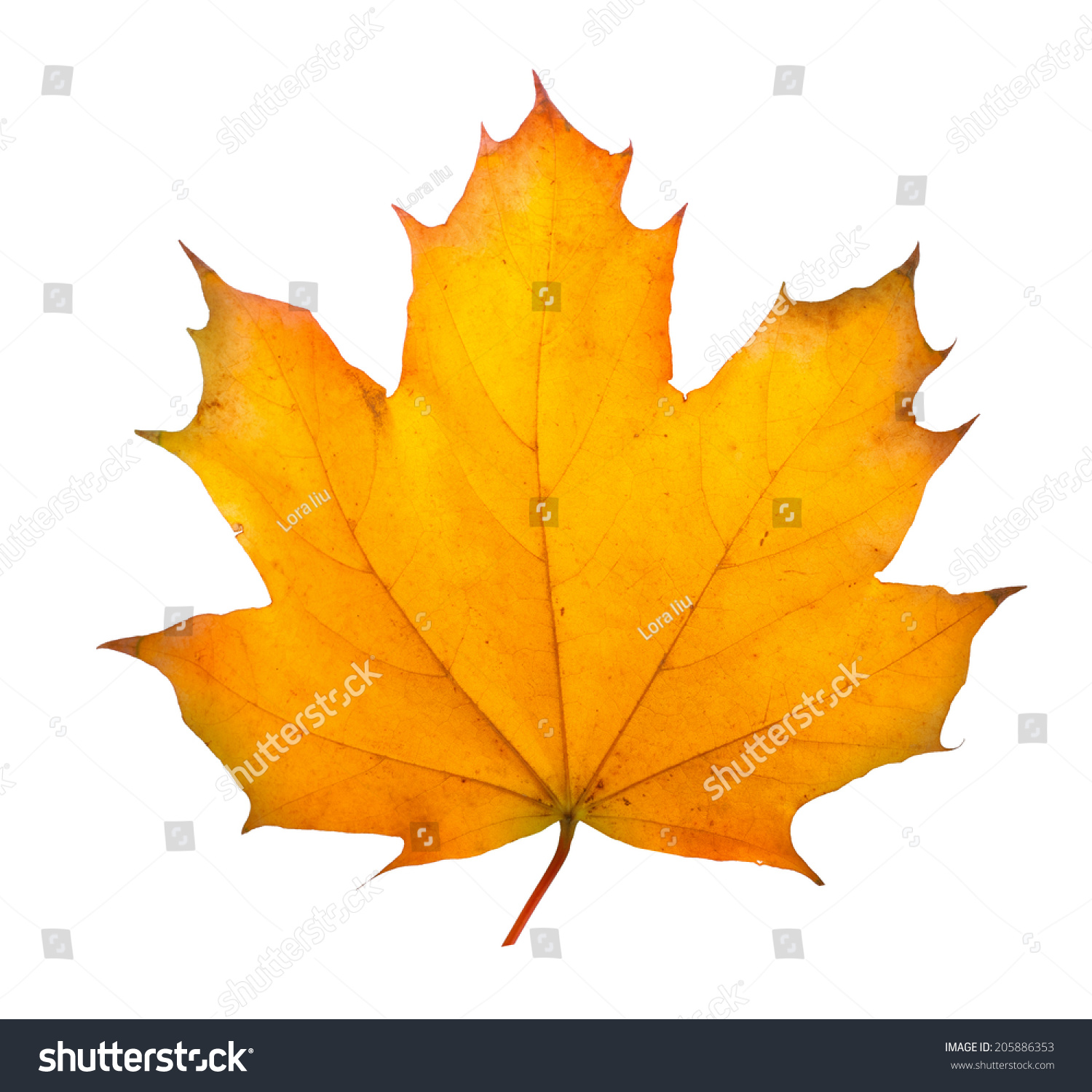 Edit Photos Free Online - Autumn maple | Shutterstock Editor