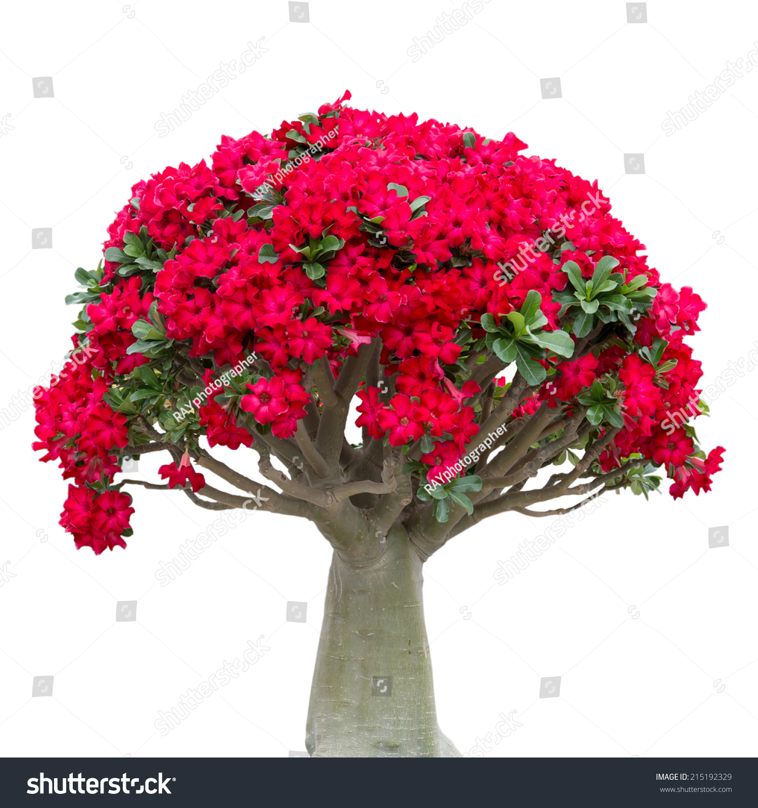 Edit Images Free Online - bonsai tree | Shutterstock Editor