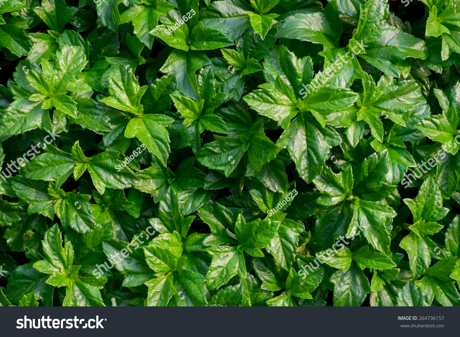 Edit Photos Free Online - green leaves | Shutterstock Editor