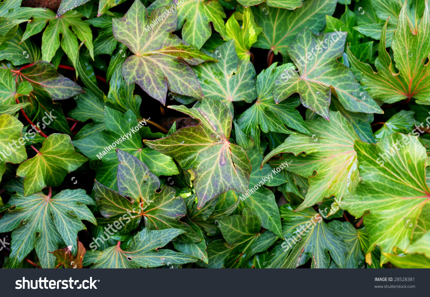 Edit Pictures Free Online - ivy texture | Shutterstock Editor