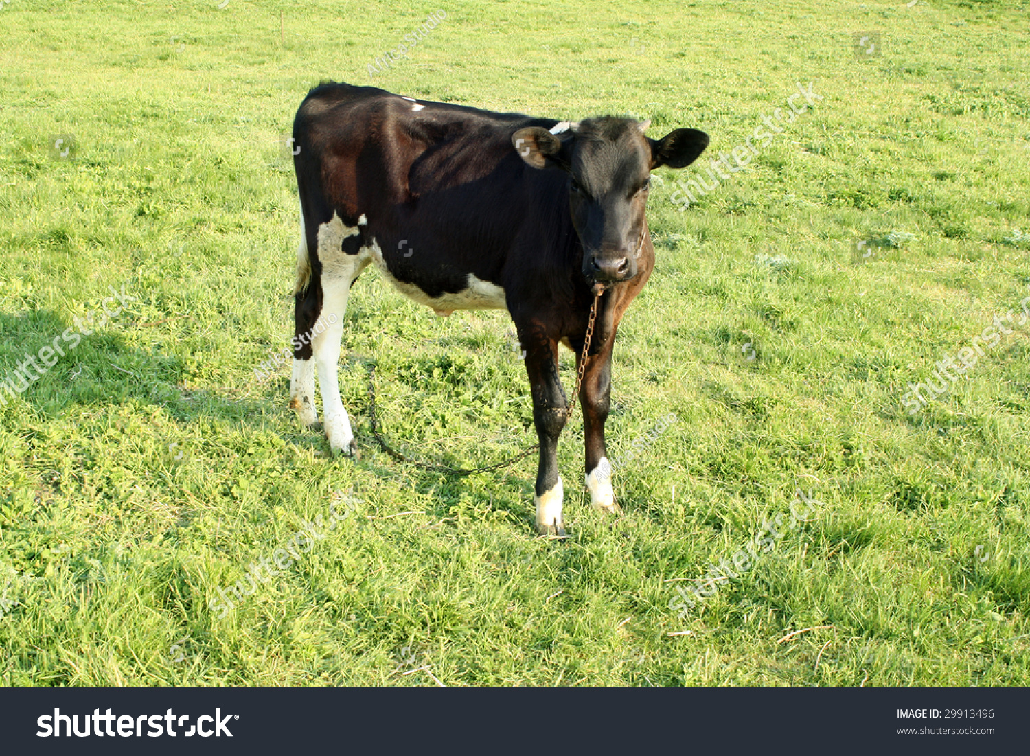 Edit Pictures Free Online - black cow | Shutterstock Editor