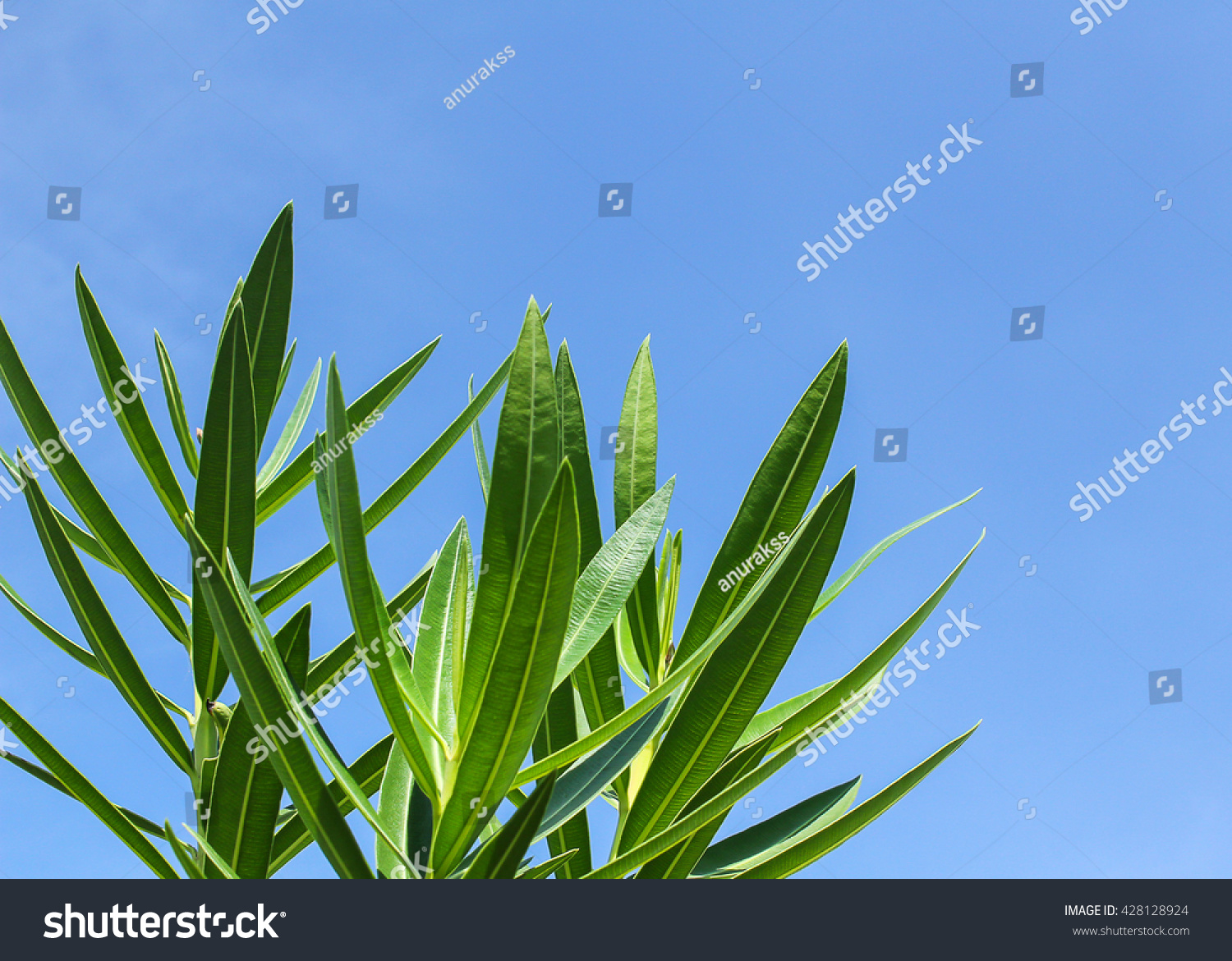 Edit Images Free Online - leaf on | Shutterstock Editor