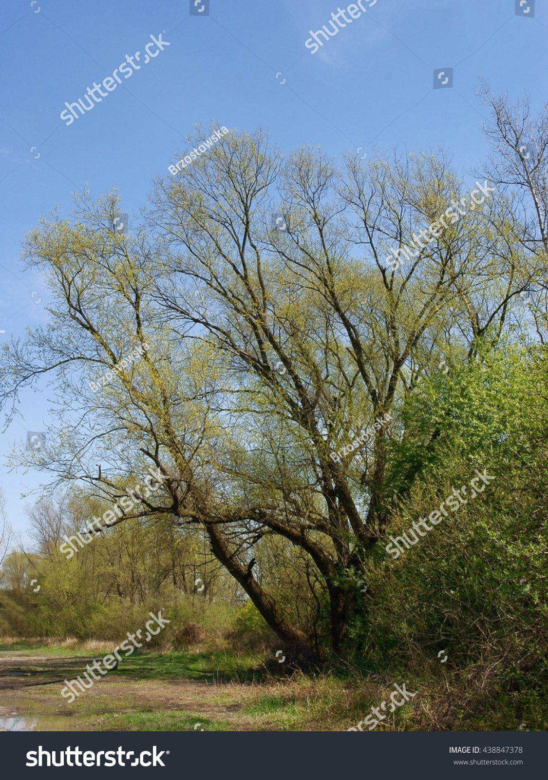 Edit Pictures Free Online - willow tree | Shutterstock Editor