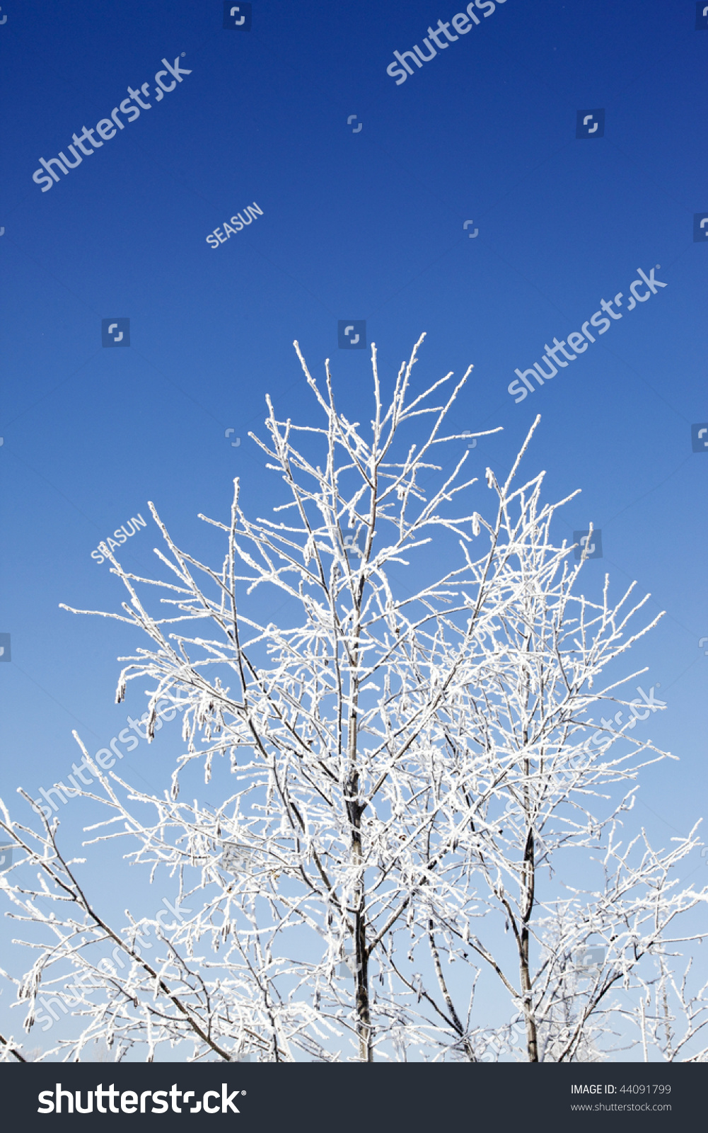 Edit Pictures Free Online - Frozen Trees 