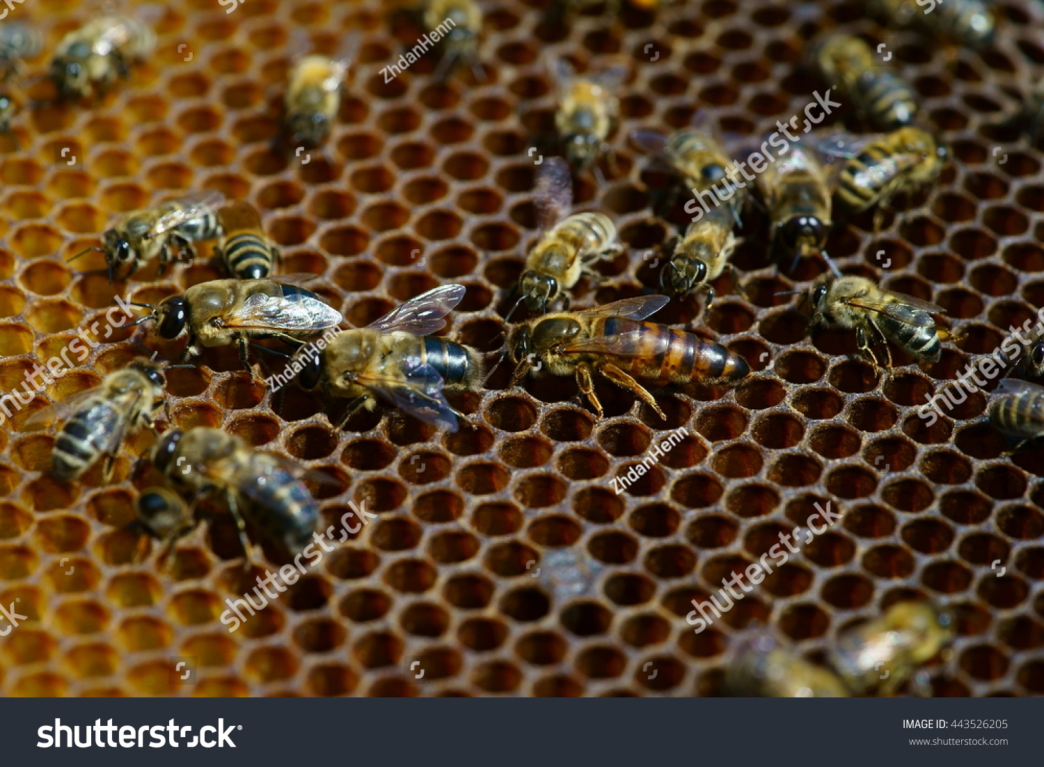 Edit Images Free Online - queen bee | Shutterstock Editor