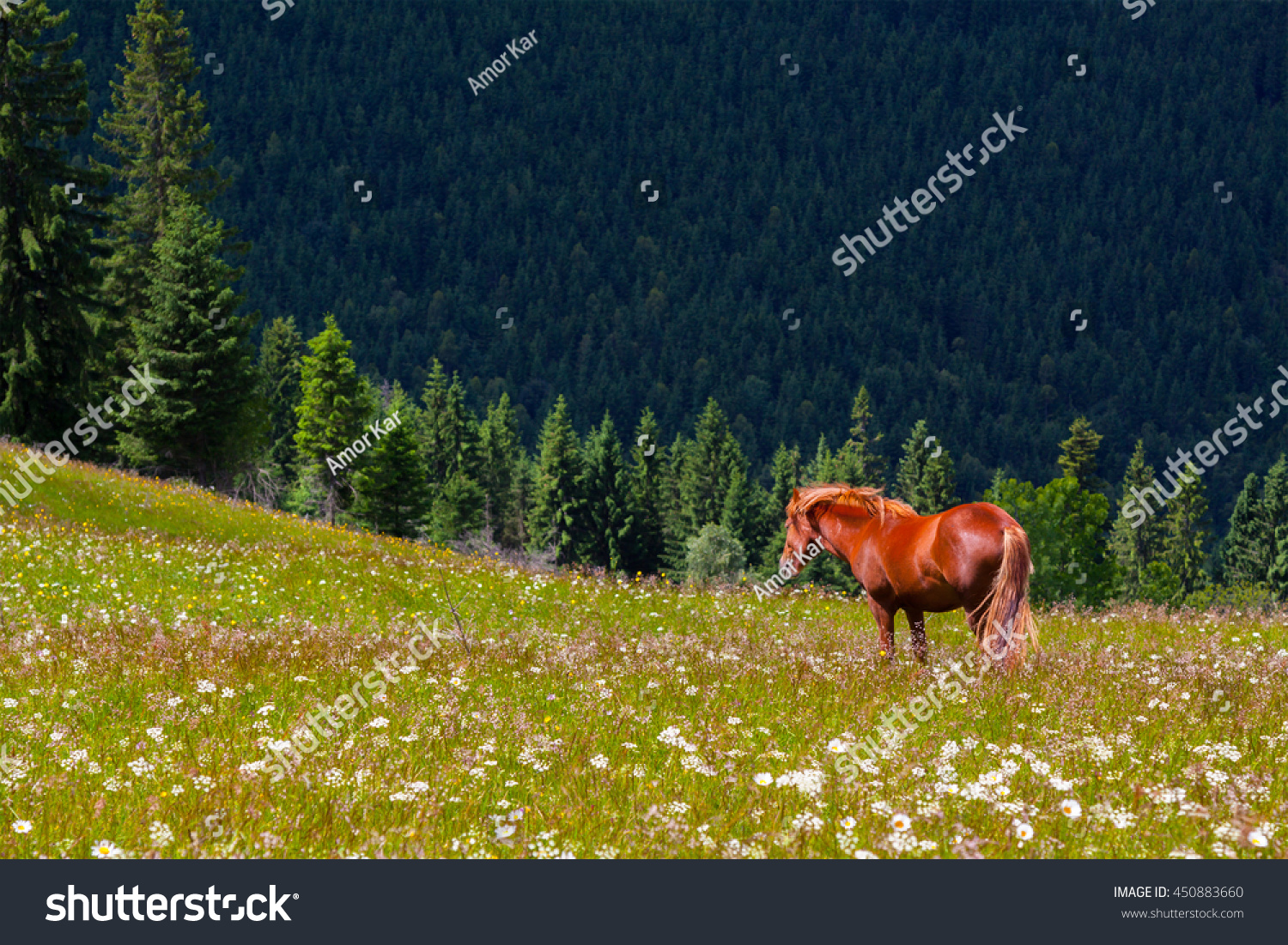 Фотобанк бесплатных фотографий shutterstock