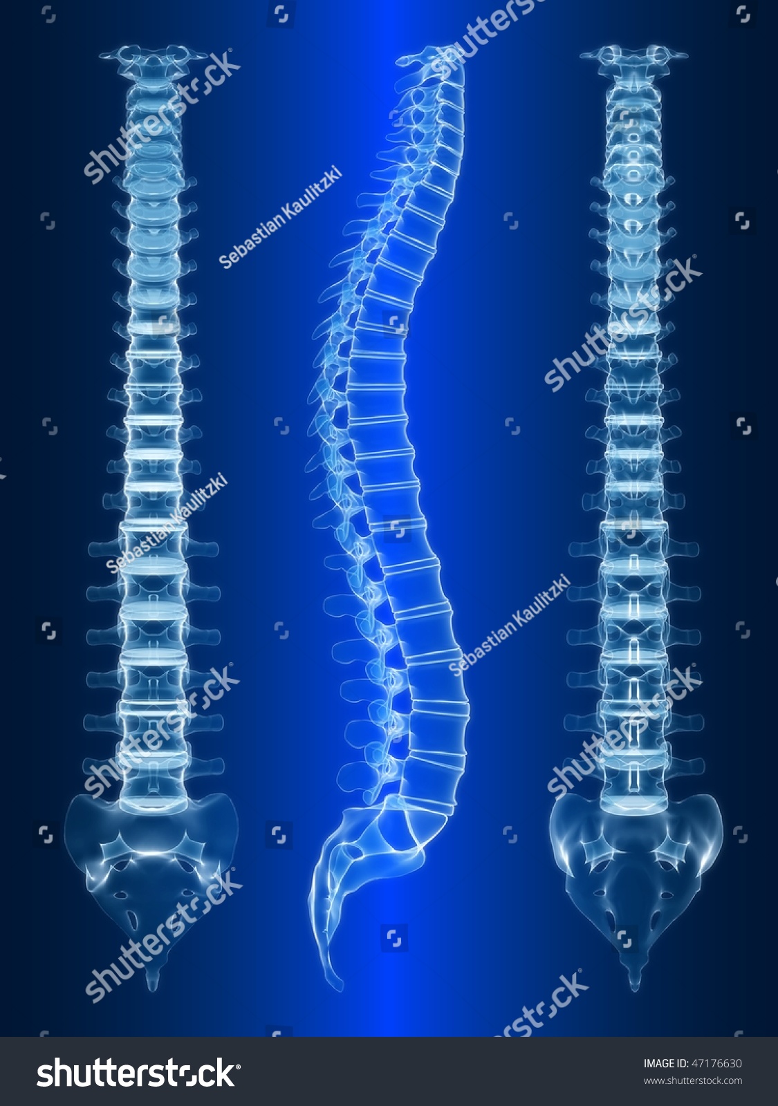 Edit Vectors Free Online - human spine | Shutterstock Editor