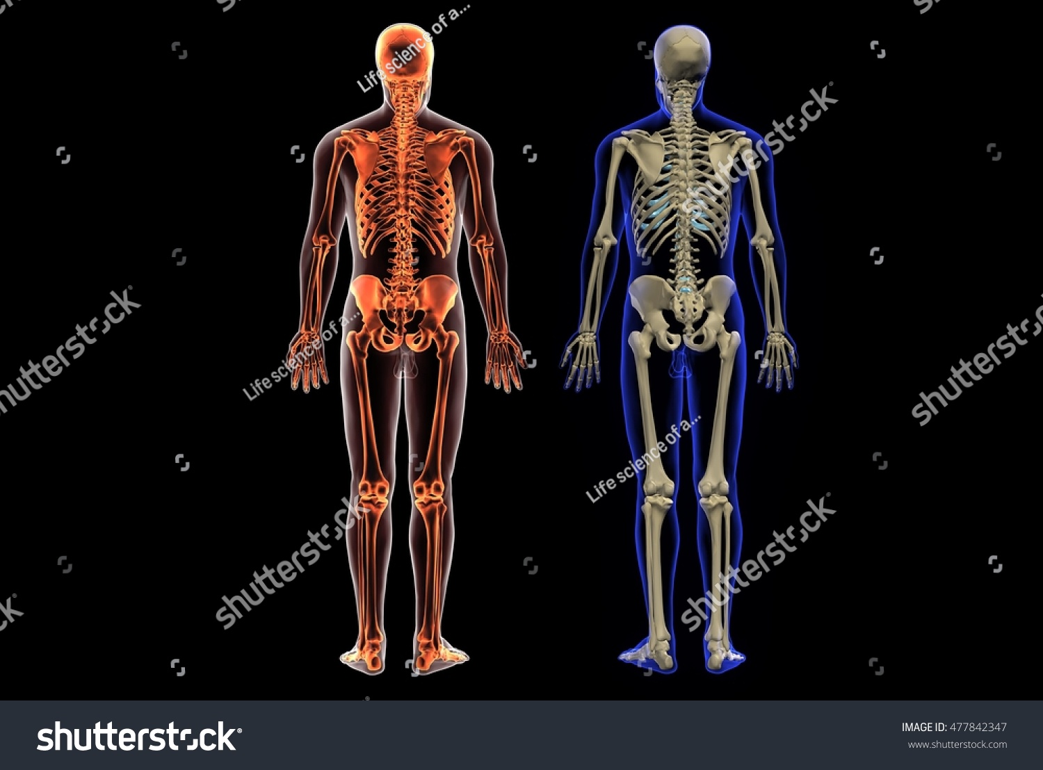 Edit Vectors Free Online - Human anatomy | Shutterstock Editor