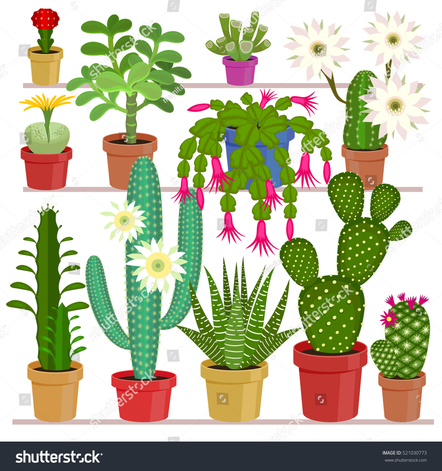 Edit Vectors Free Online - Blooming cactus. | Shutterstock Editor
